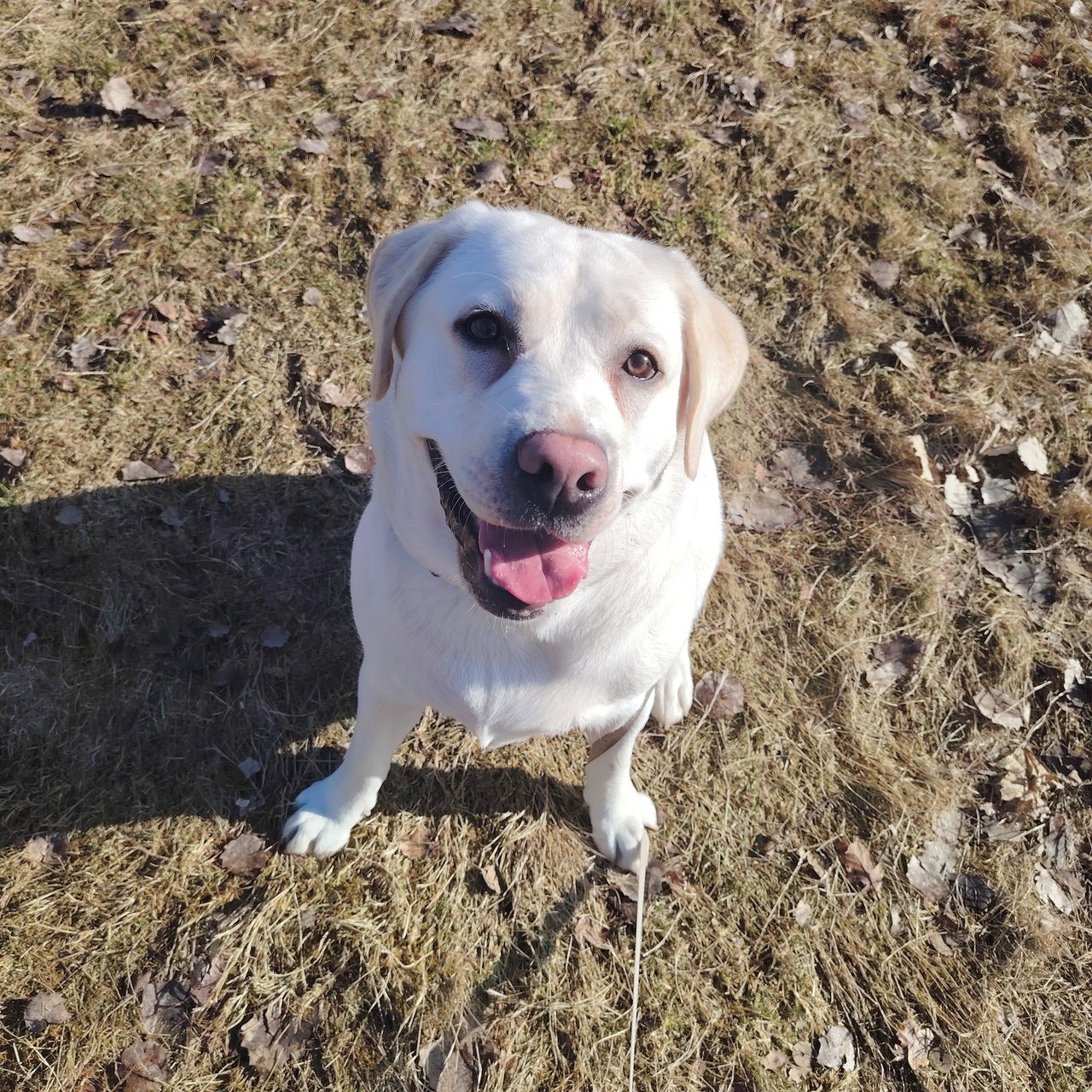 Soutěžní fotografie - Kesi,  Labradorský retriever