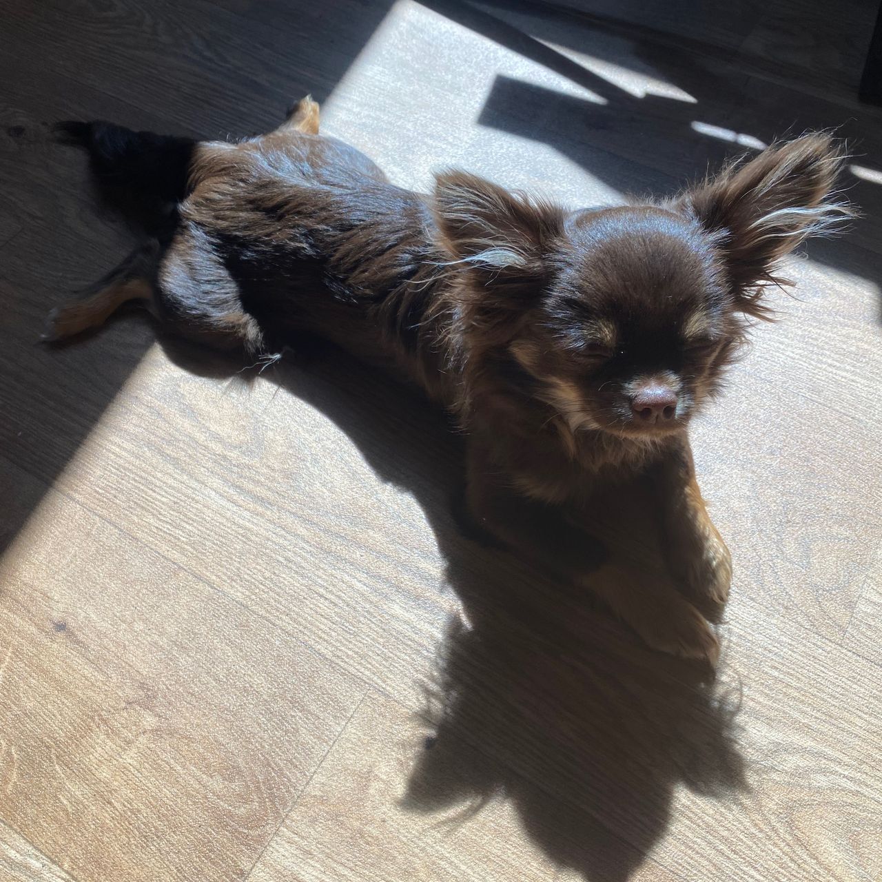 Soutěžní fotografie - Vinnie,  Čivava