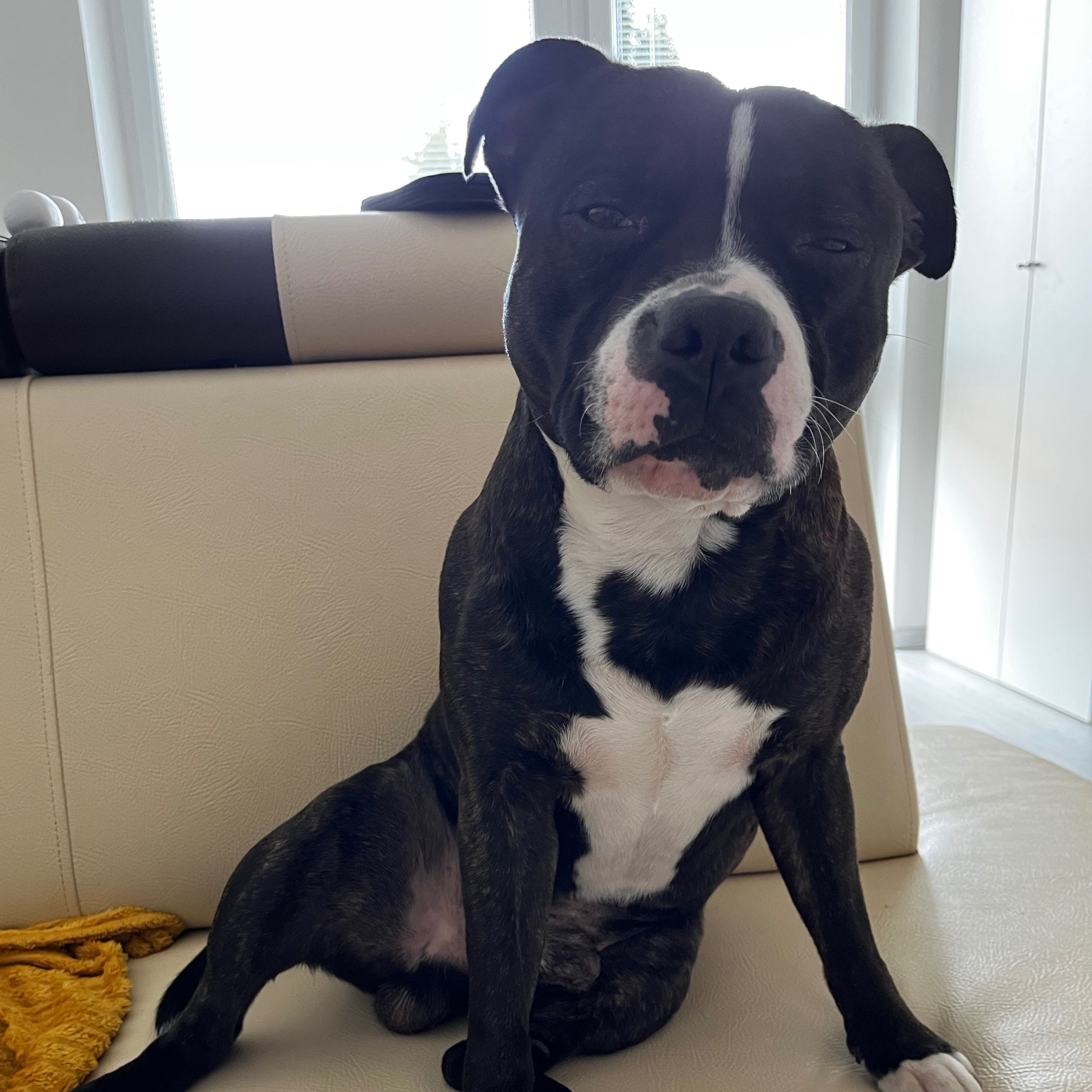 Soutěžní fotografie - Tobby,  Stafordšírský bullterier