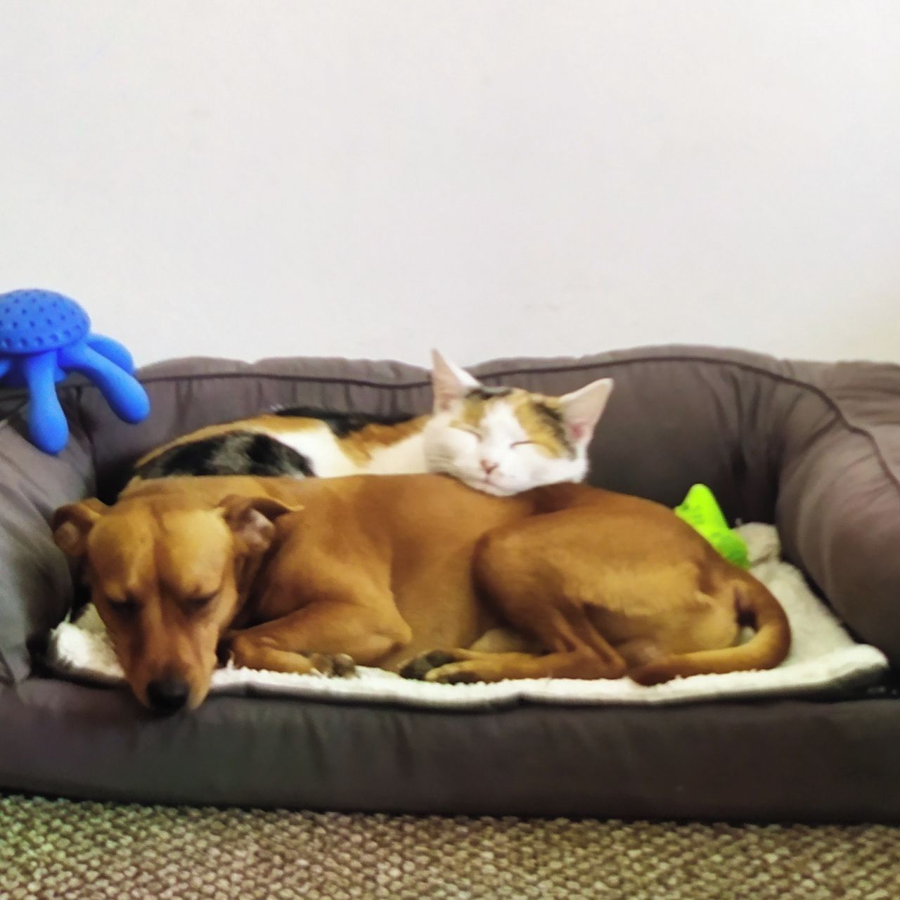 Soutěžní fotografie - Maxíček,  Německý pinč