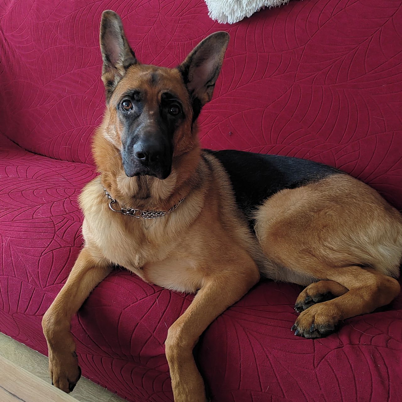 Soutěžní fotografie - Connie,  Německý ovčák