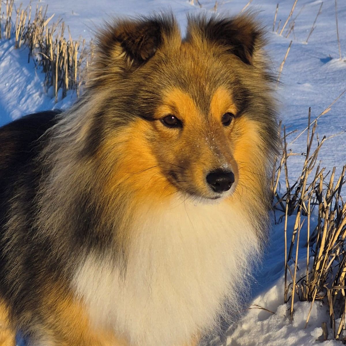 Soutěžní fotografie - Harlík,  Sheltie