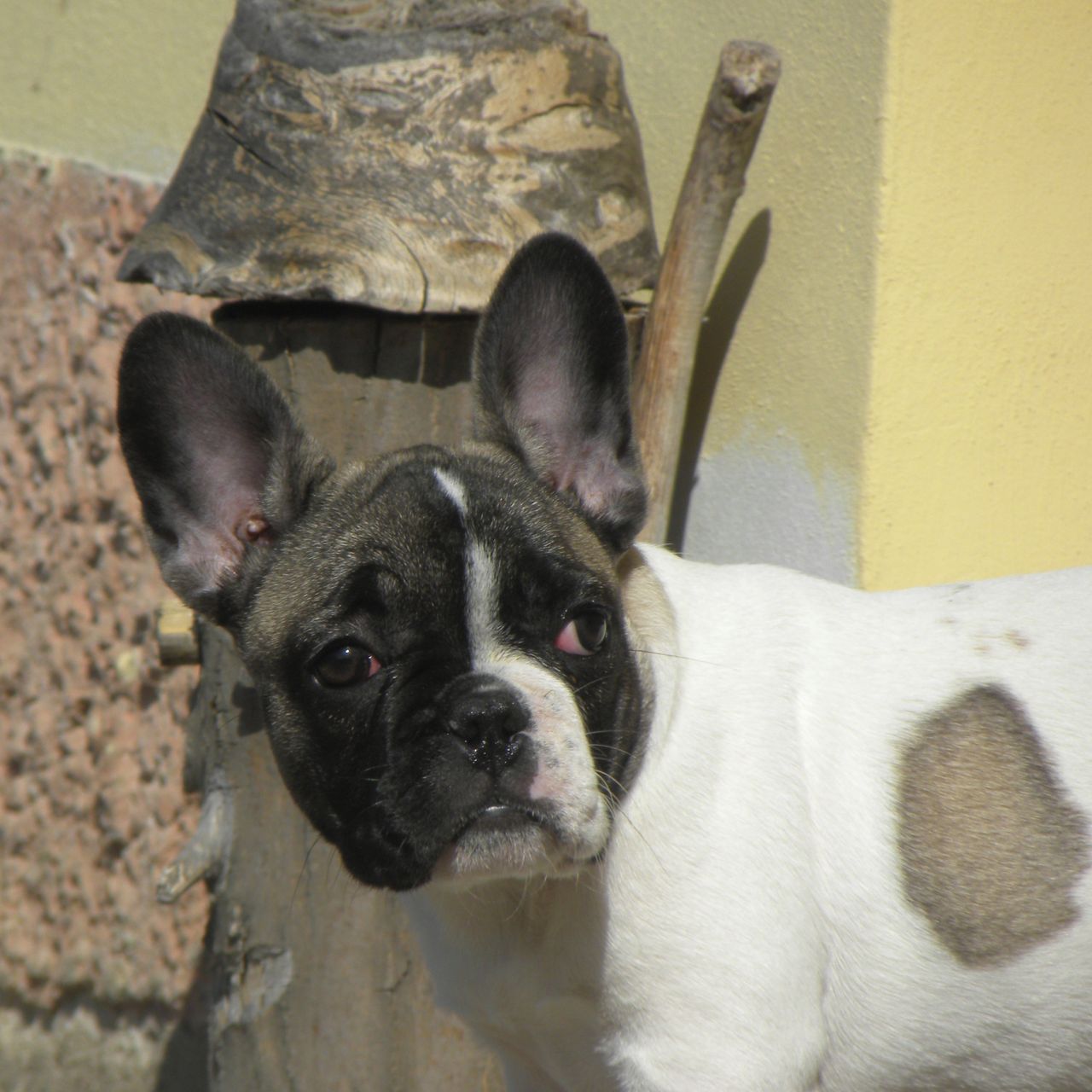 Soutěžní fotografie - Žofinka,  Francouzský buldoček