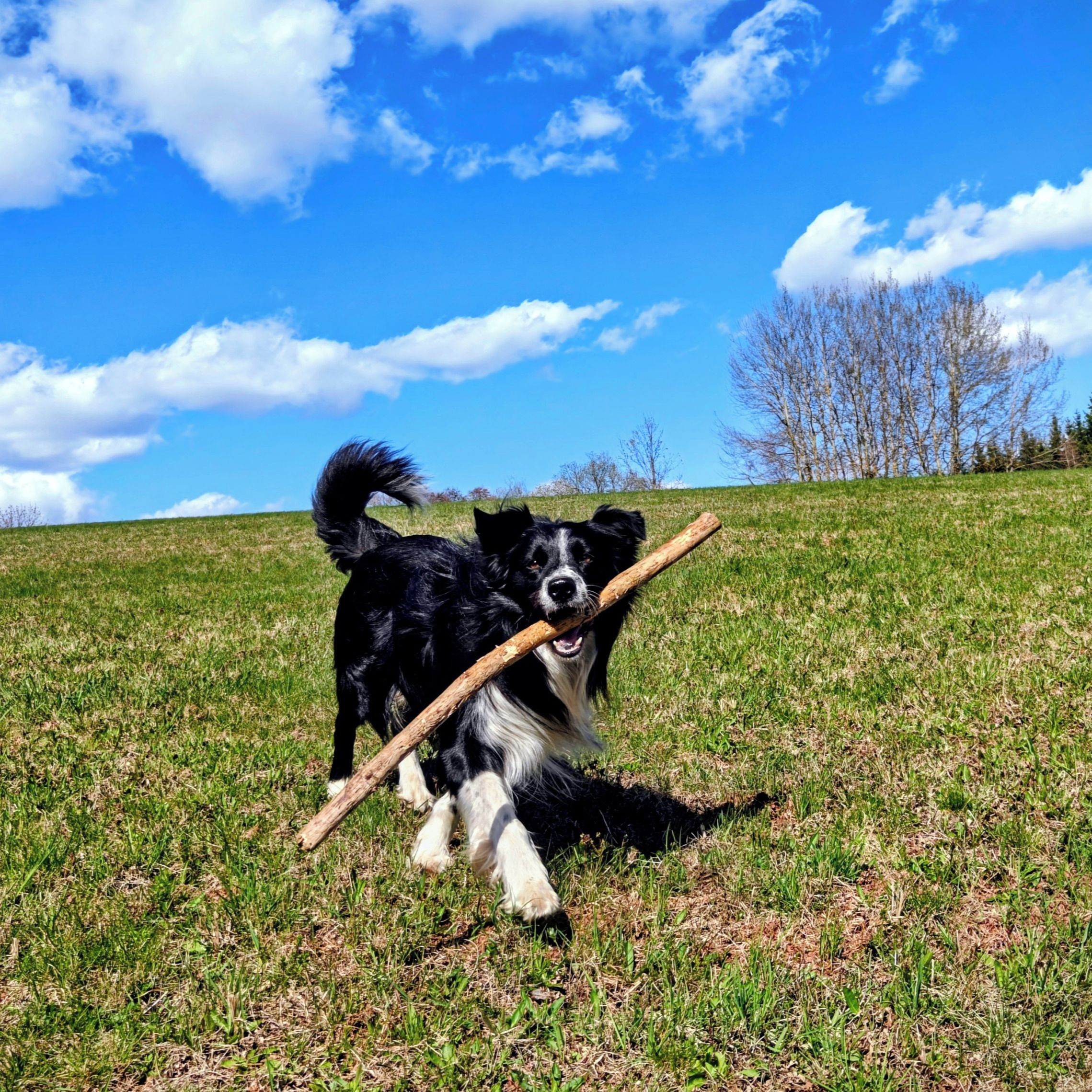 Soutěžní fotografie - Endy,  Border kolie
