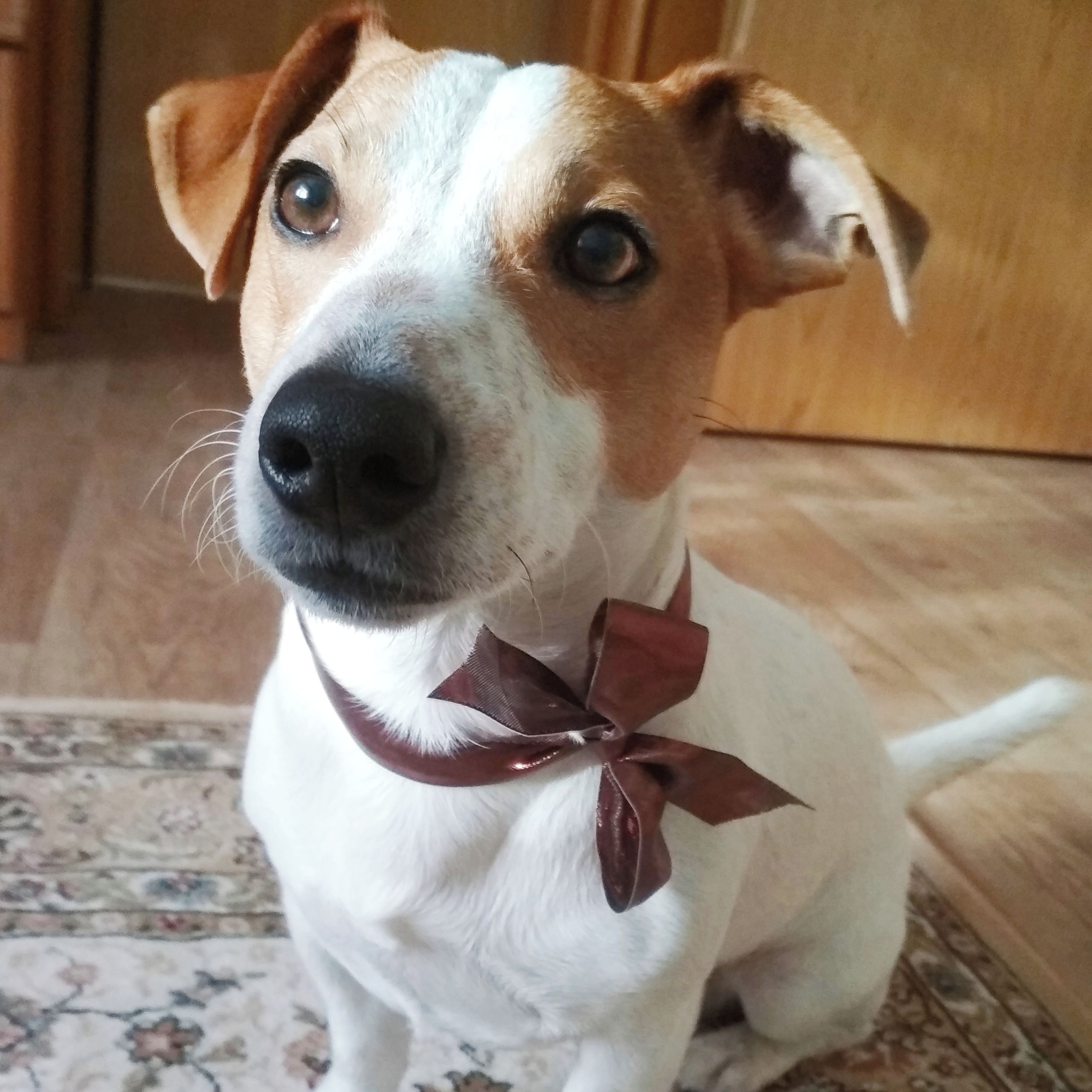 Soutěžní fotografie - Fík,  Jack Russell Teriér