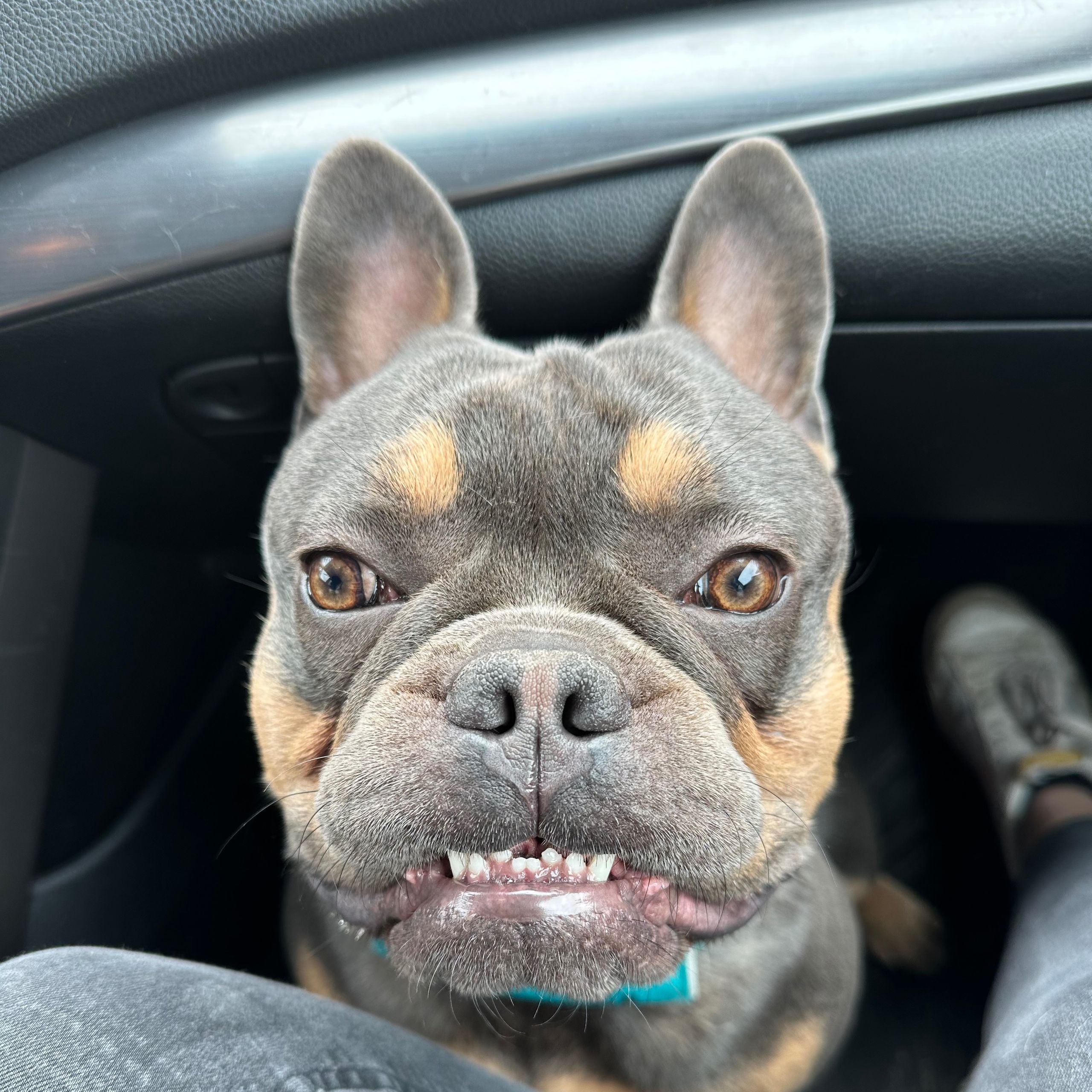 Soutěžní fotografie - Gnar,  Francouzský buldoček