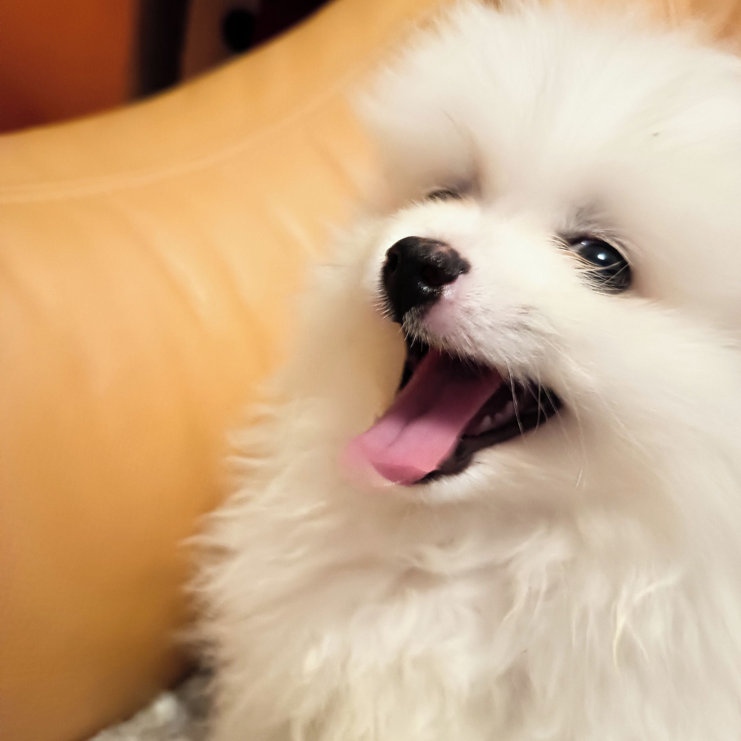 Soutěžní fotografie - Pupíček,  Německý špic malý