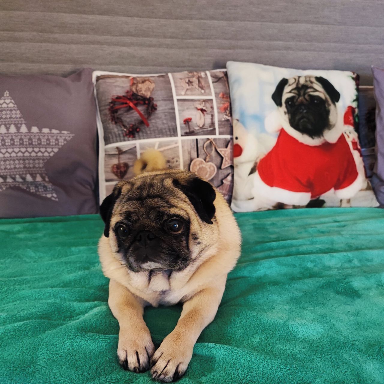 Soutěžní fotografie - Oliva,  Mops