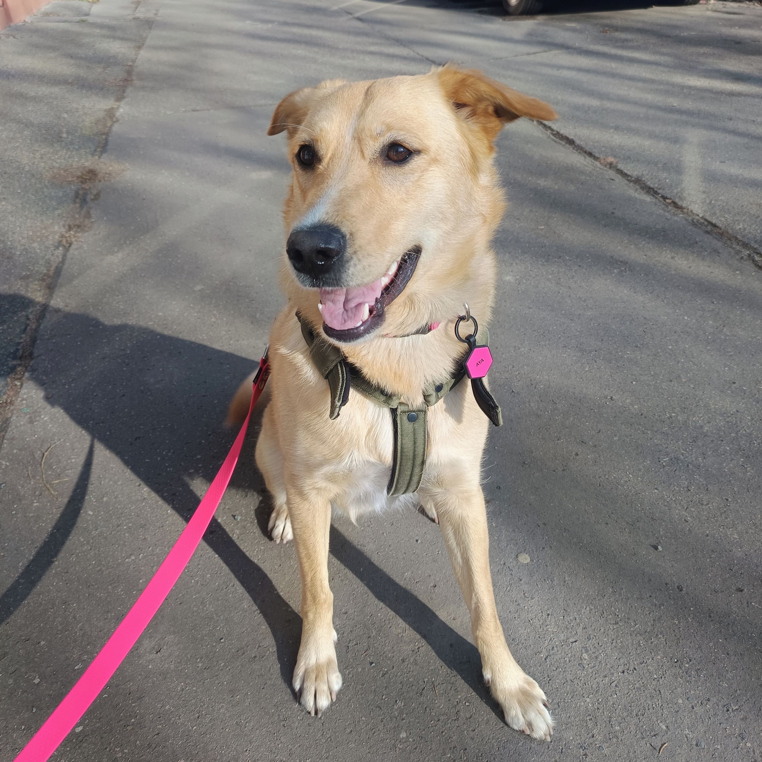 Soutěžní fotografie - Aya,  Ostatní