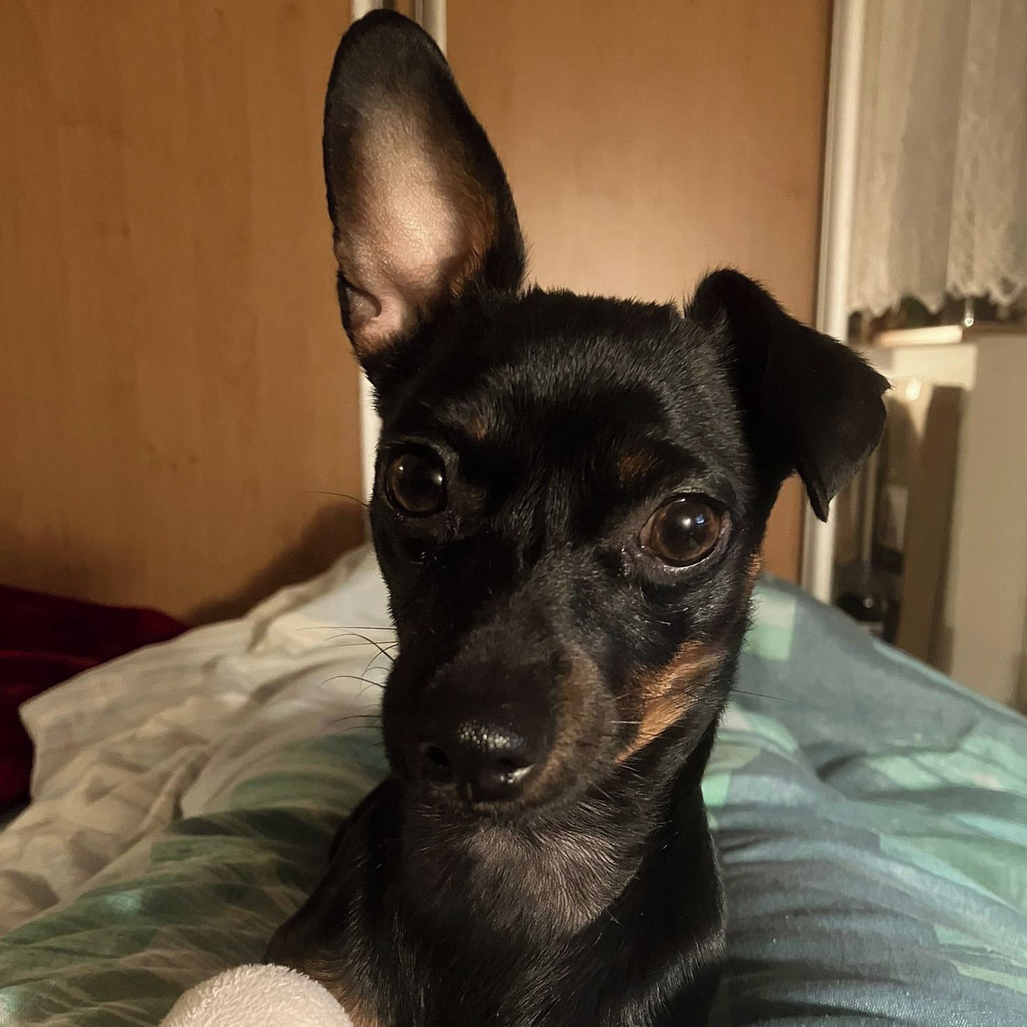 Soutěžní fotografie - Rozárka,  Ostatní