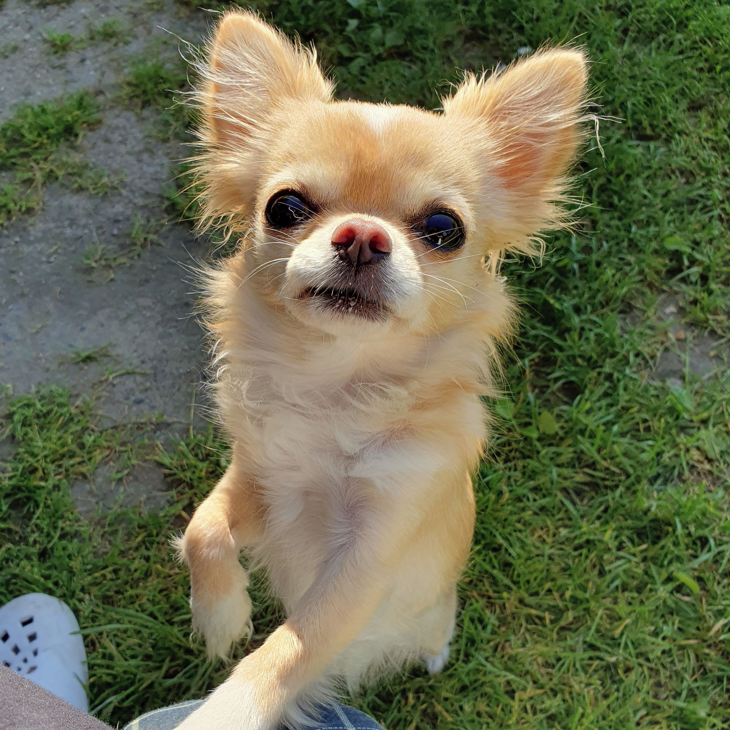 Soutěžní fotografie - Megi,  Čivava