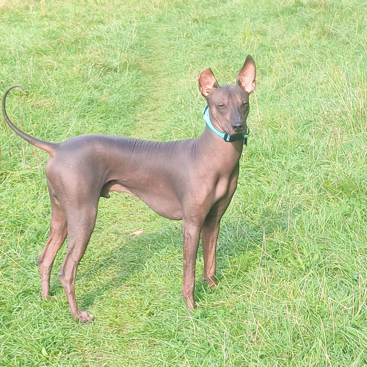 Soutěžní fotografie - Dasty,  Peruánský naháč