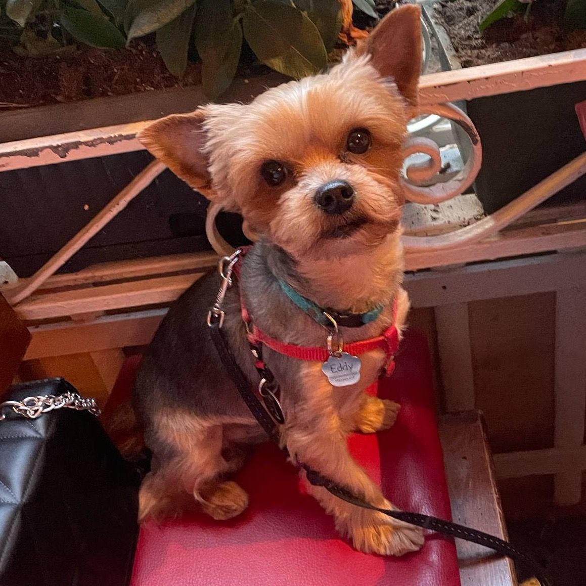 Soutěžní fotografie - Eddy,  Yorkšírský terier