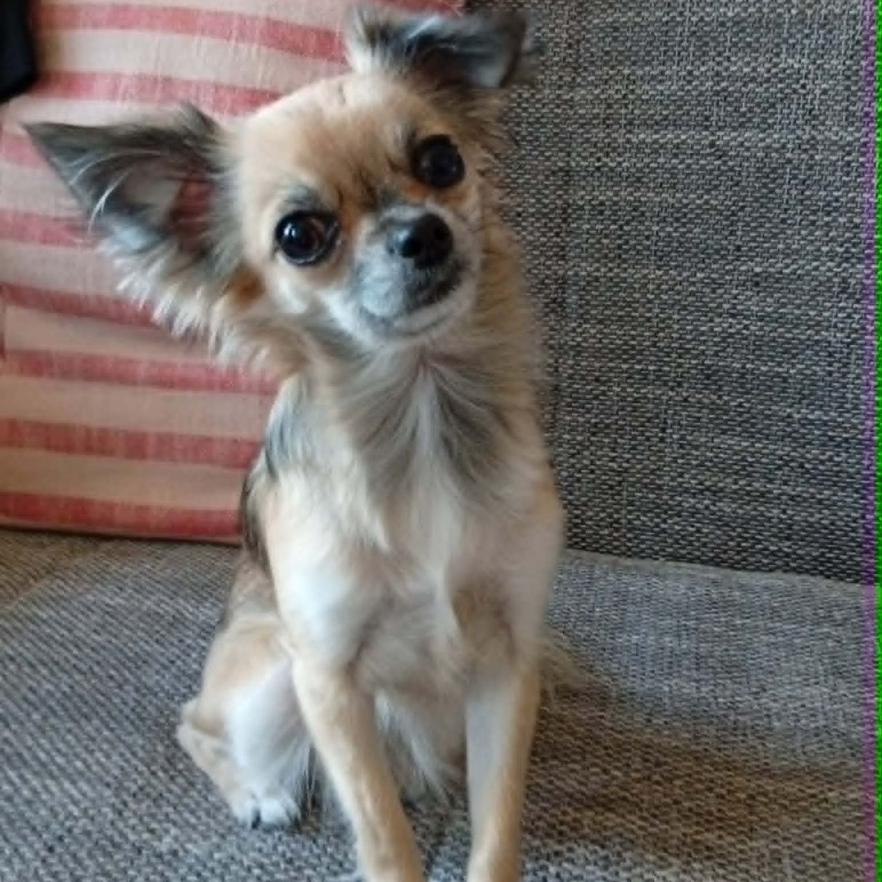 Soutěžní fotografie - Baby,  Čivava