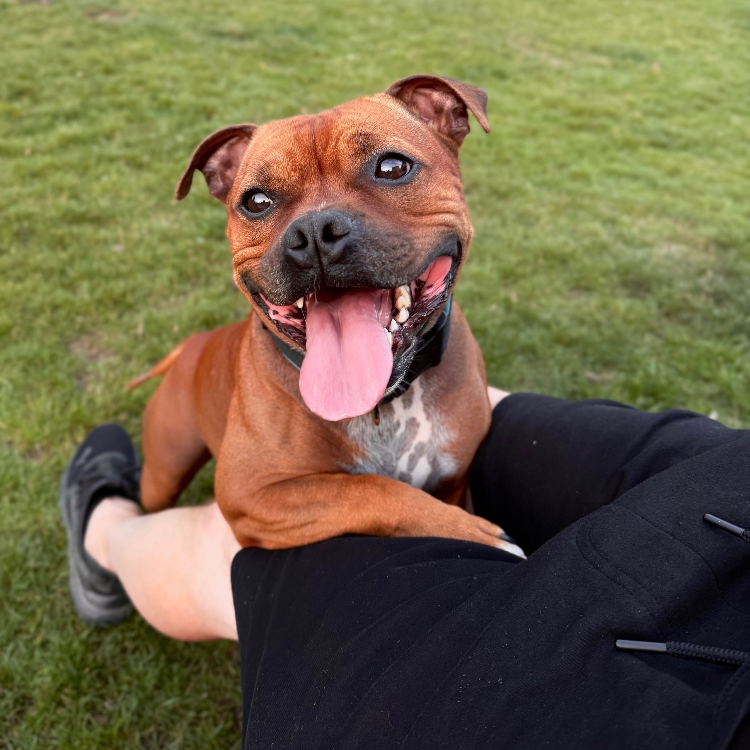 Soutěžní fotografie - Staffy,  Stafordšírský bullterier