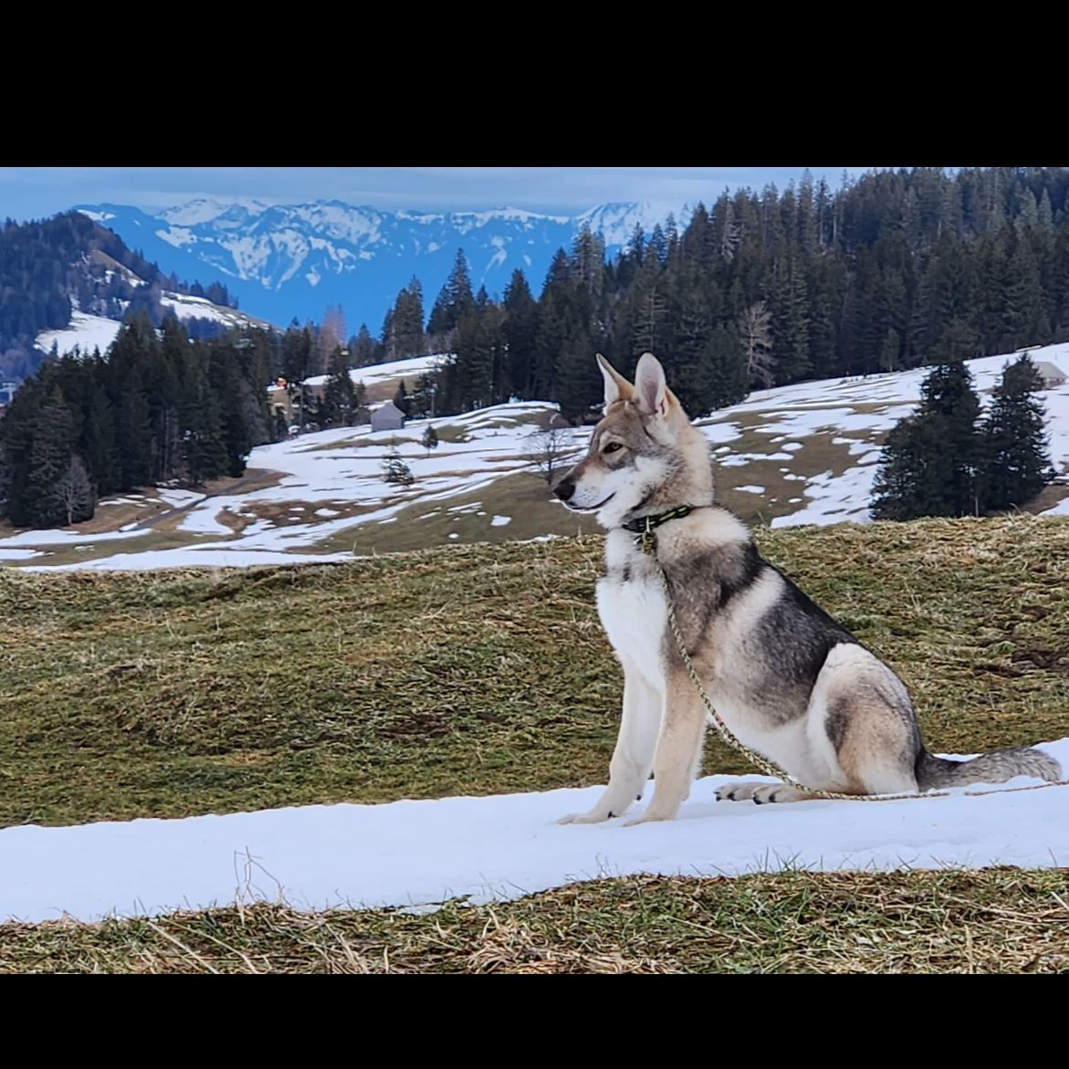 Soutěžní fotografie - Valinka,  Saarloosův vlčák
