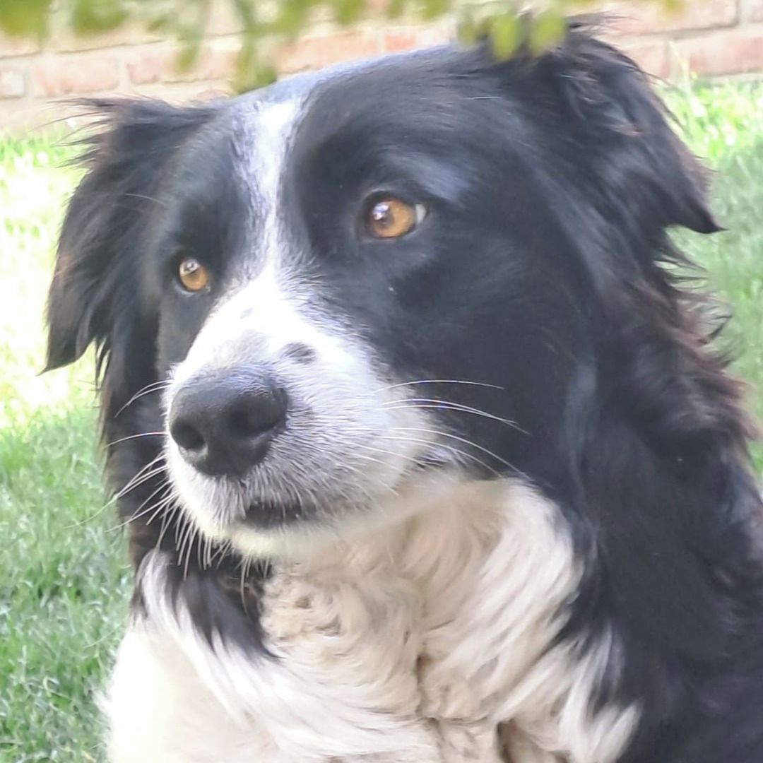 Soutěžní fotografie - Lucky,  Border kolie