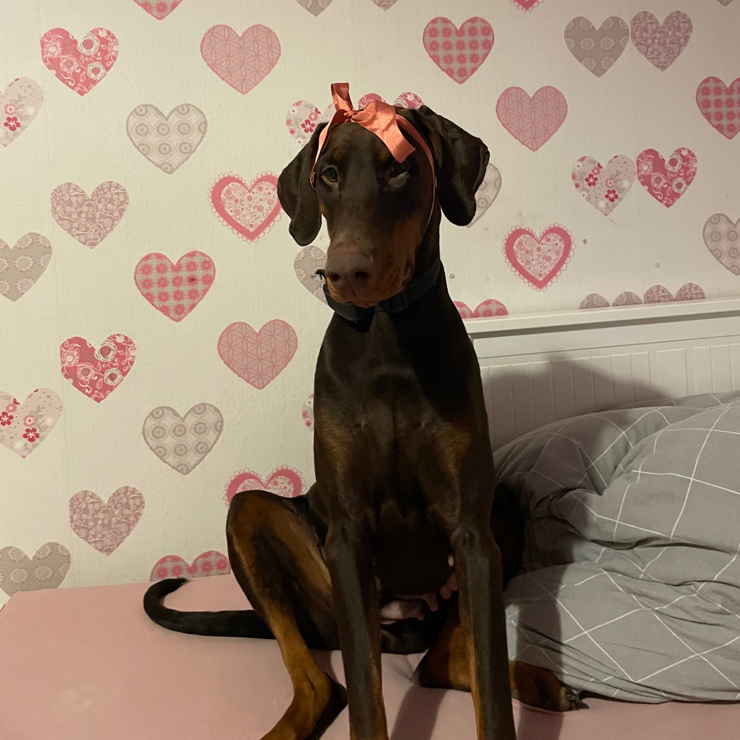 Soutěžní fotografie - Shelby,  Dobrman