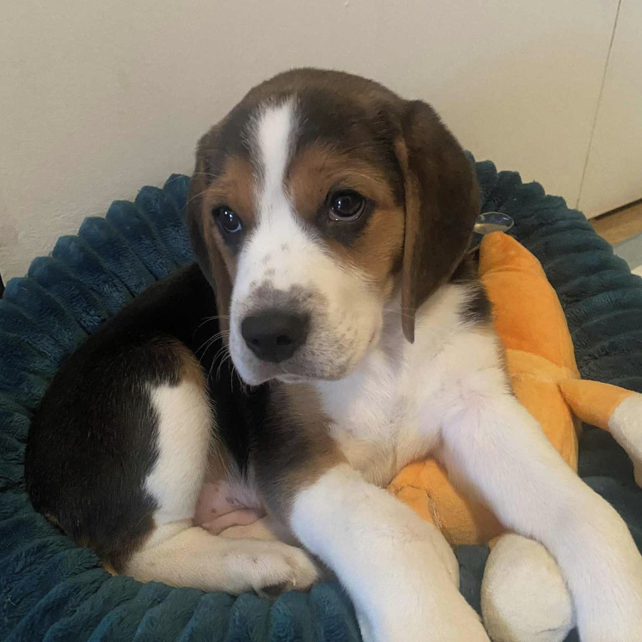 Soutěžní fotografie - Marty,  Beagle