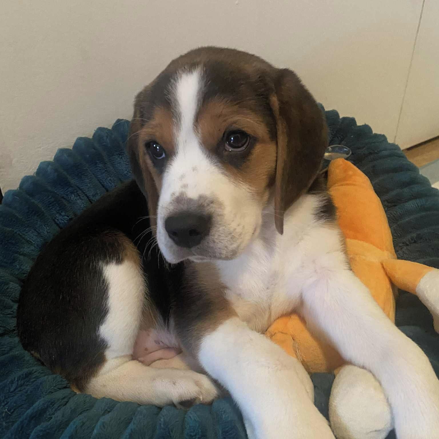 Soutěžní fotografie - Marty,  Beagle