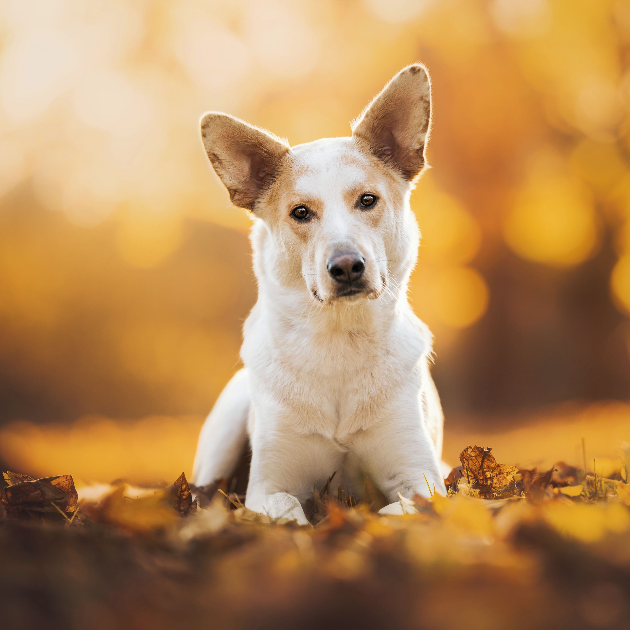 Soutěžní fotografie - Timmíček,  Ostatní