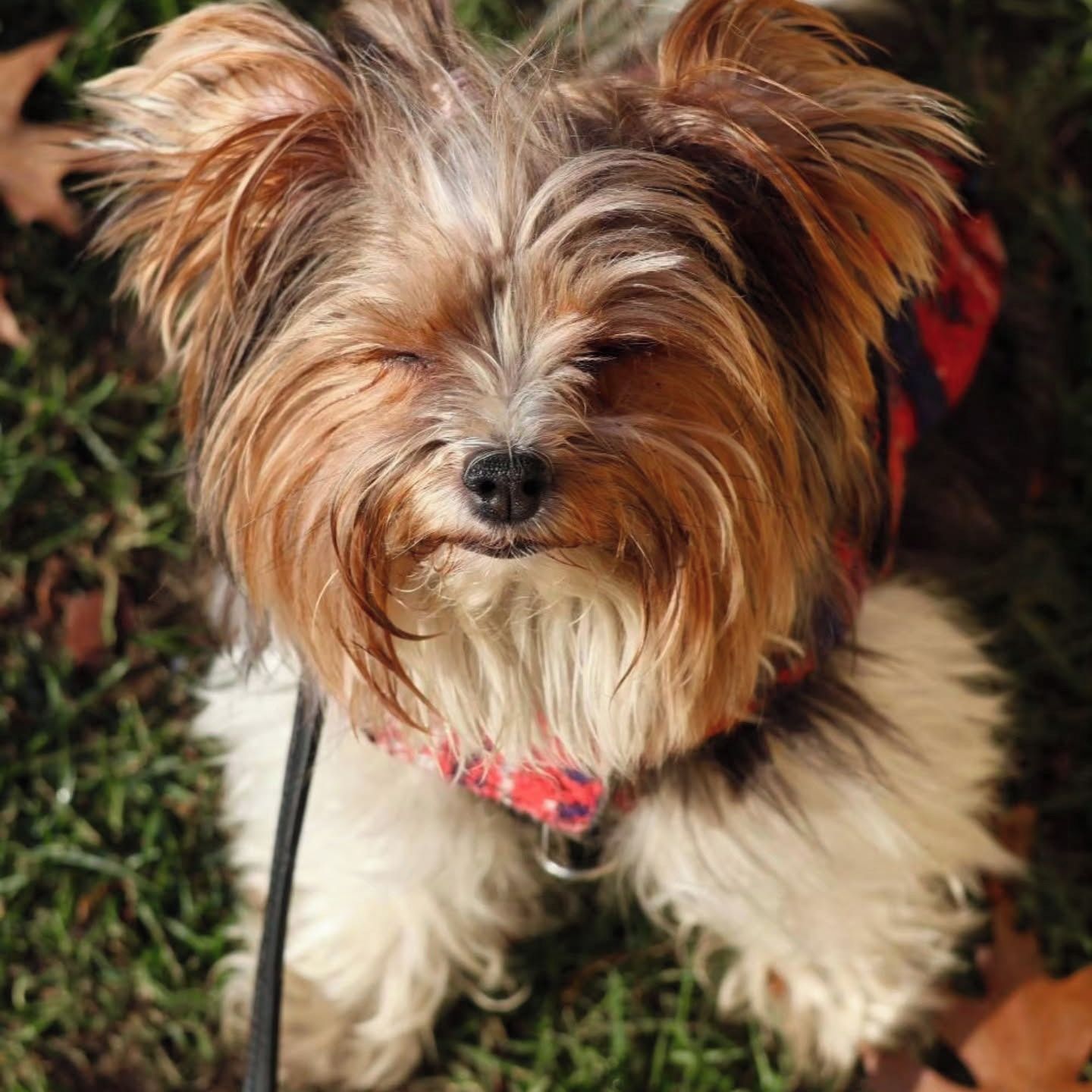Soutěžní fotografie - Kimbab,  Yorkšírský terier