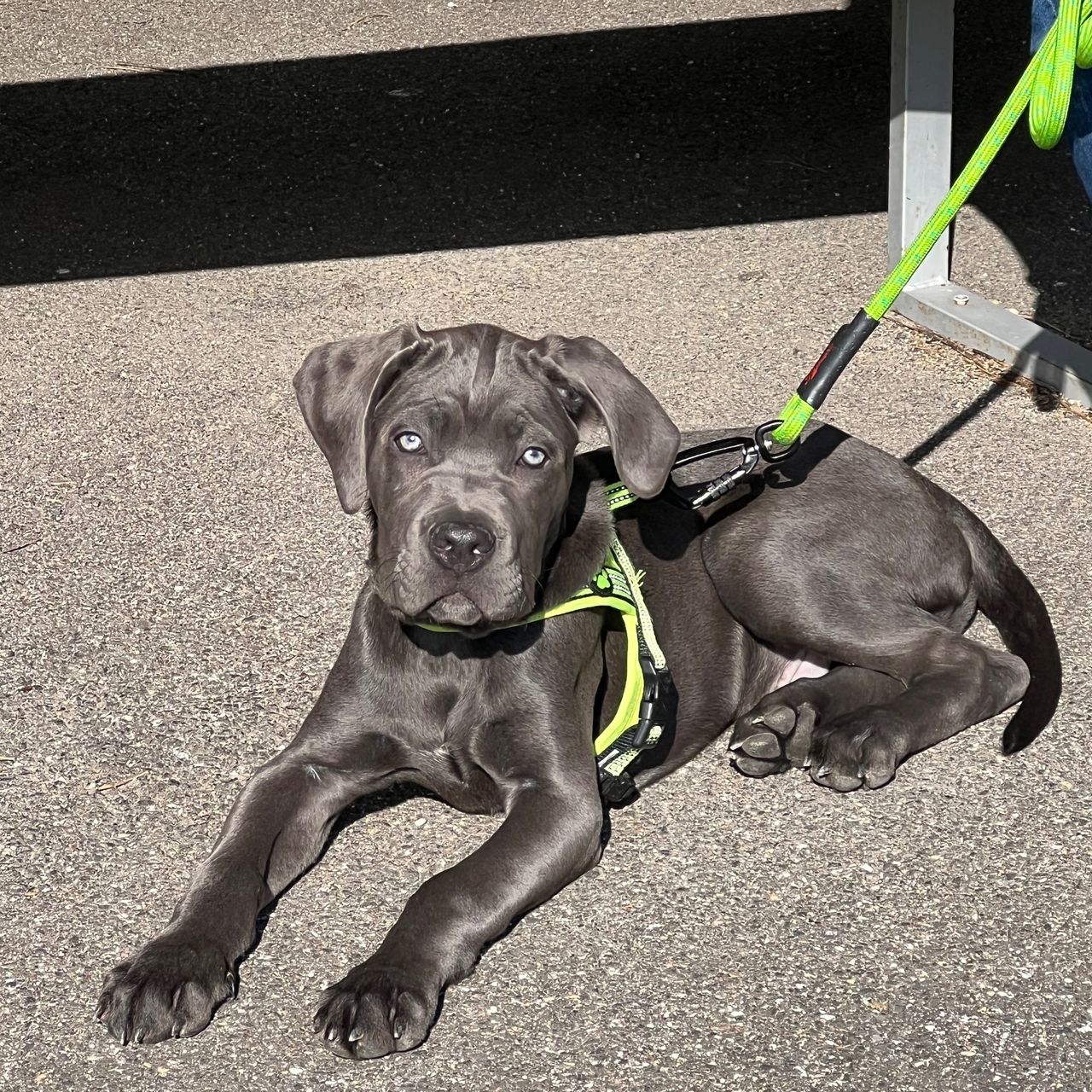 Soutěžní fotografie - Rocco,  Ostatní