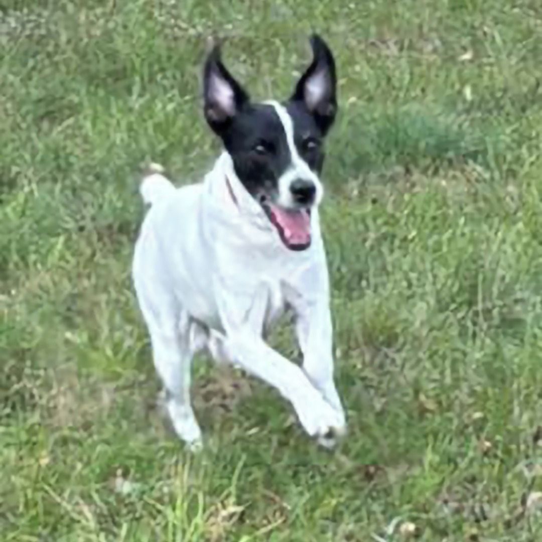 Soutěžní fotografie - Farys,  Jack Russell Teriér