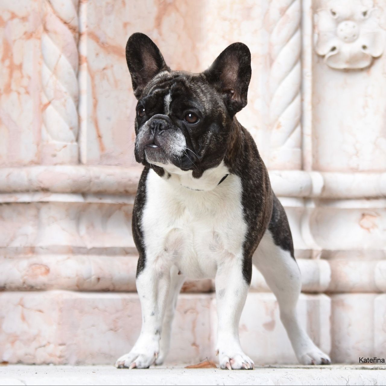 Soutěžní fotografie - Pepina,  Francouzský buldoček