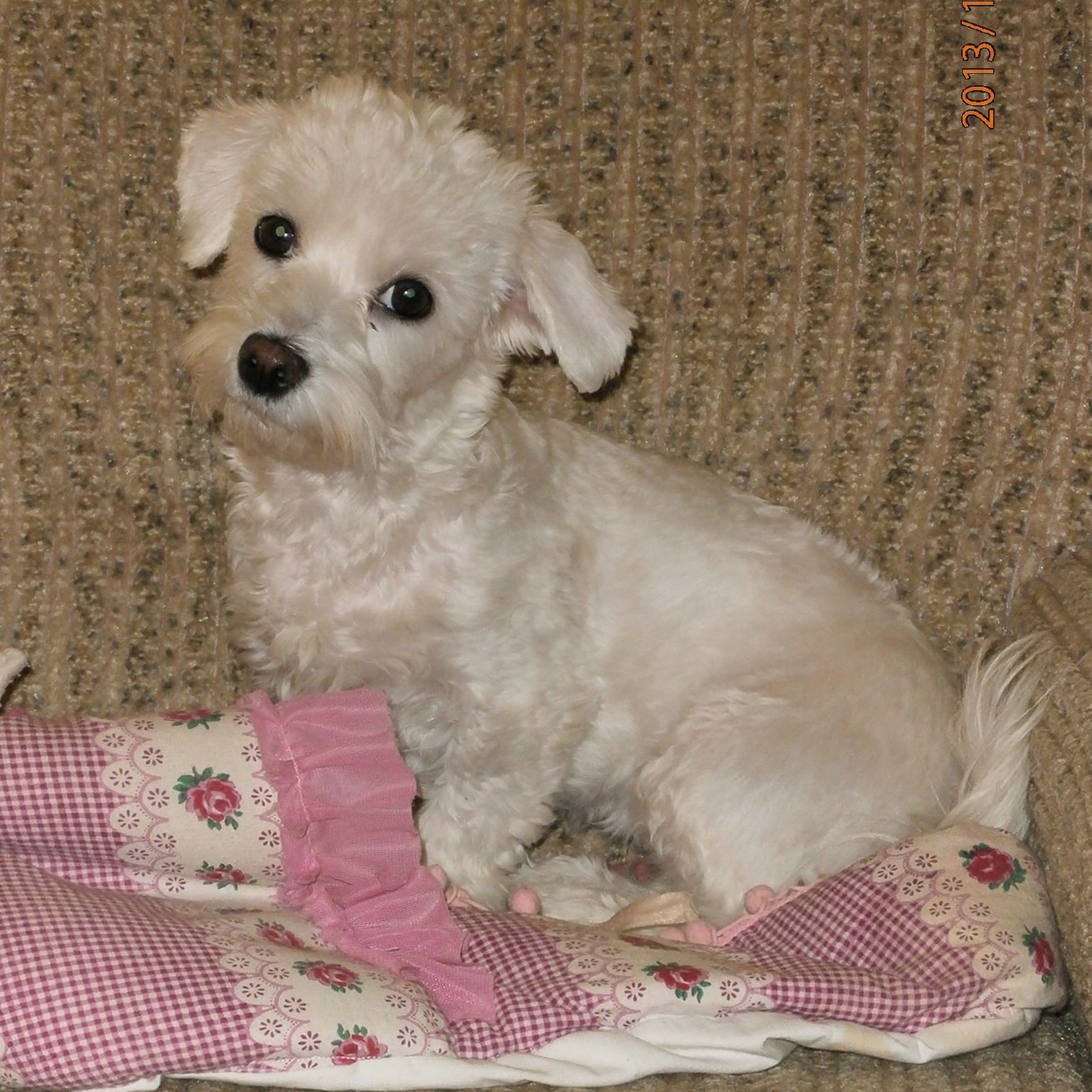 Soutěžní fotografie - Bára,  Maltézský psík