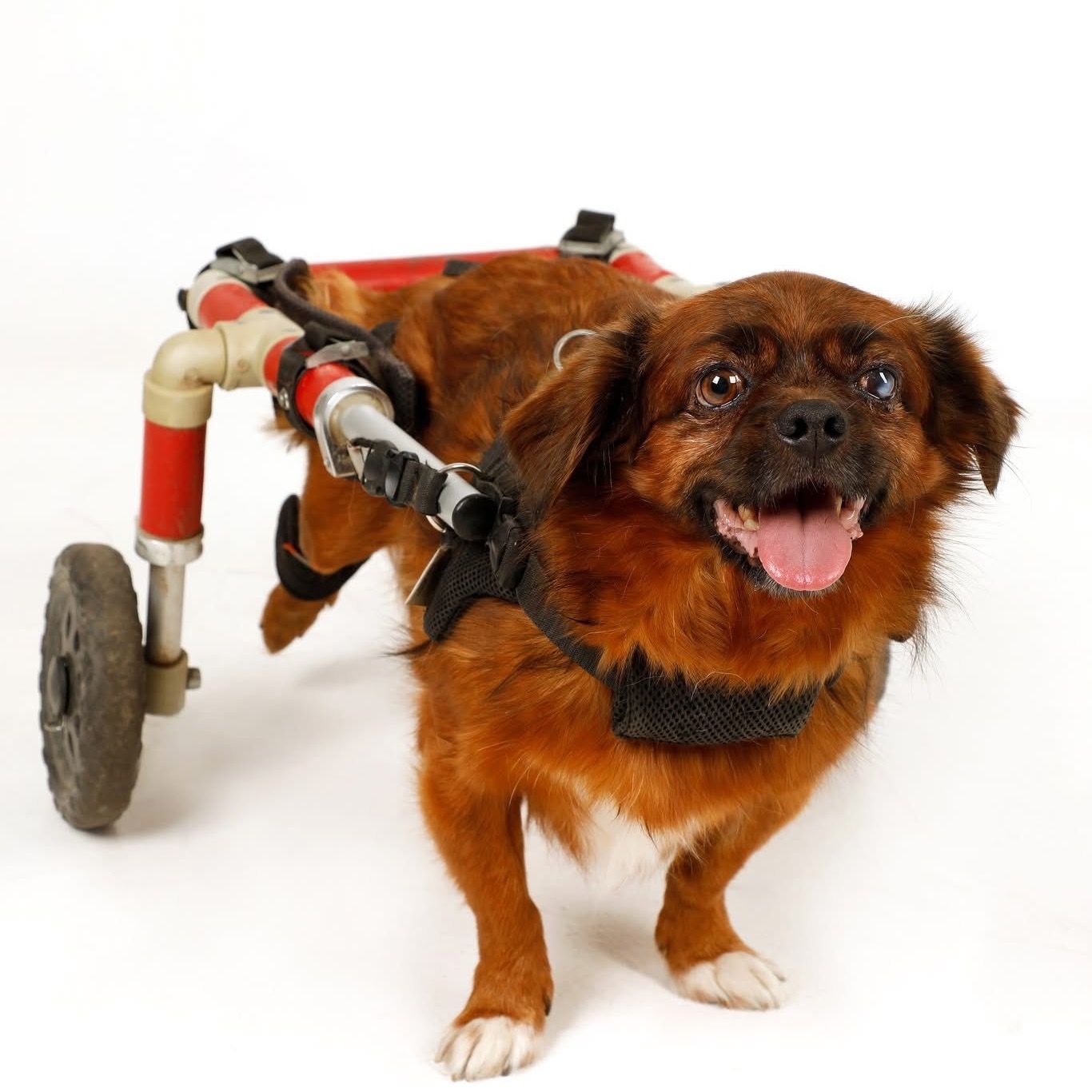 Soutěžní fotografie - Master Yoda,  Ostatní