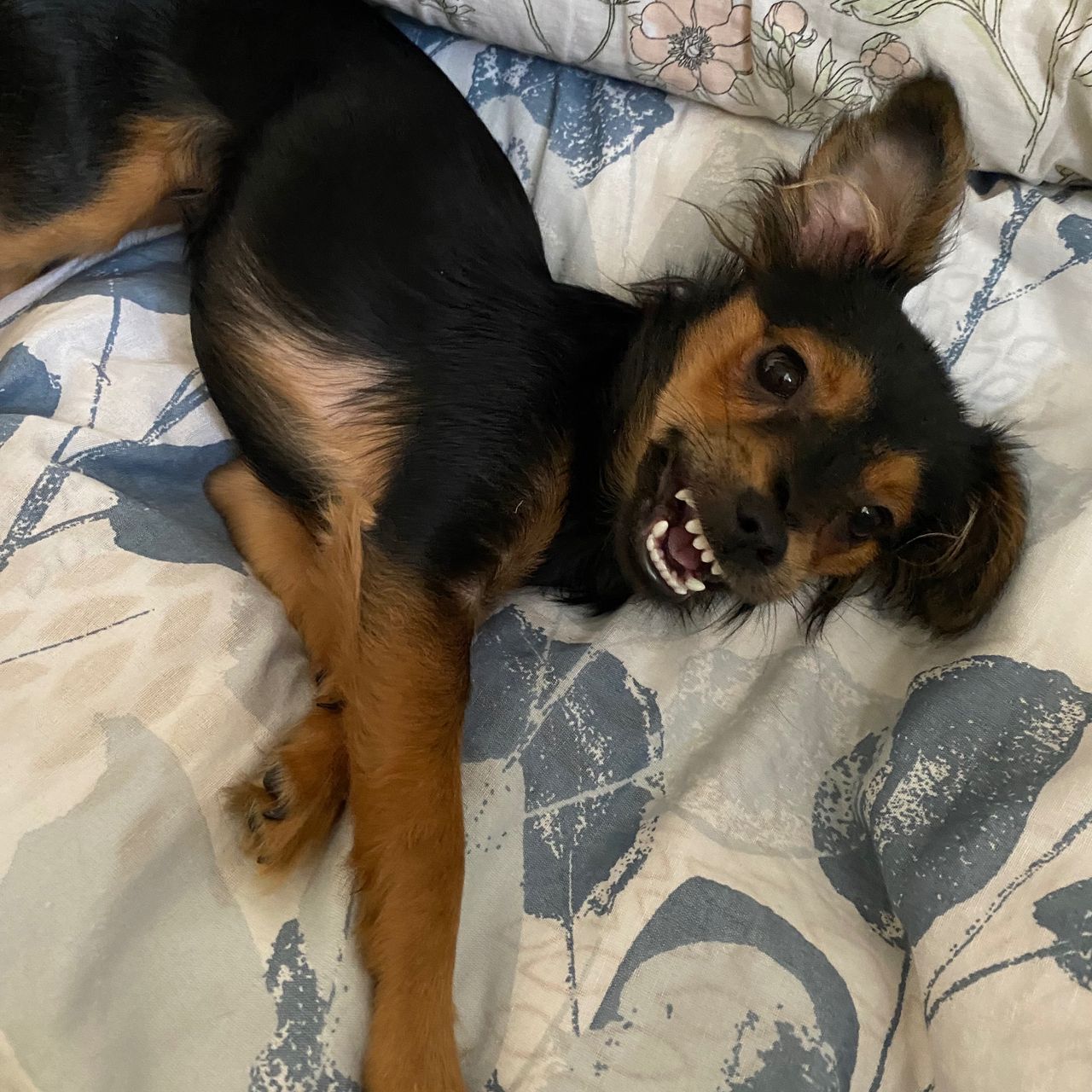 Soutěžní fotografie - Poppy,  Ostatní