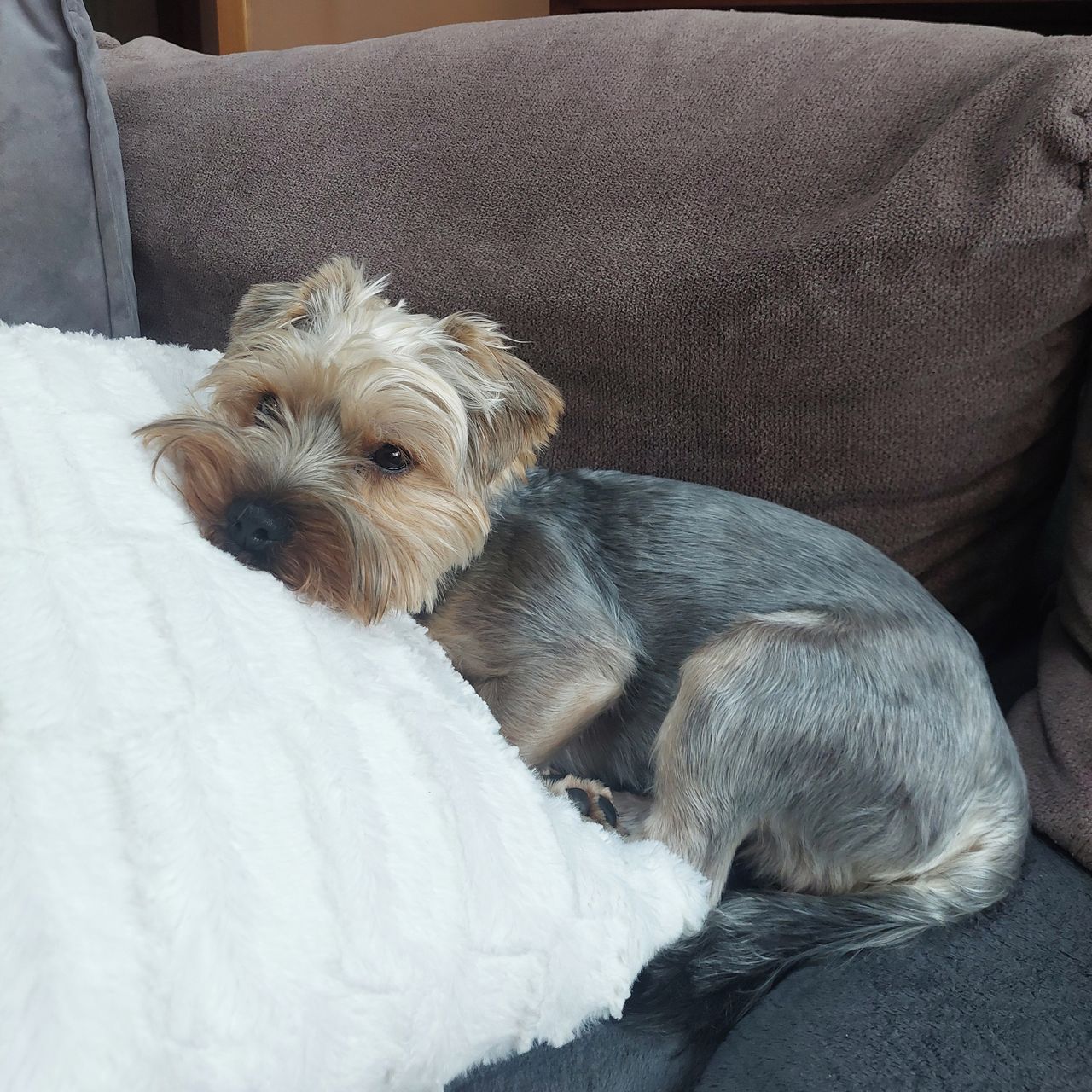 Soutěžní fotografie - Beník,  Yorkšírský terier