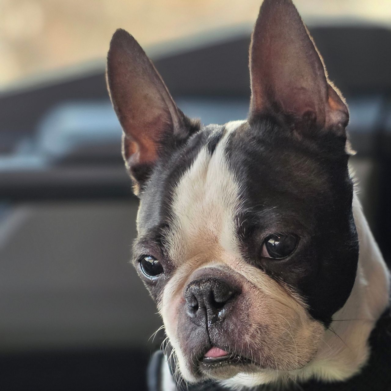 Soutěžní fotografie - Sorty,  Bostonský terier