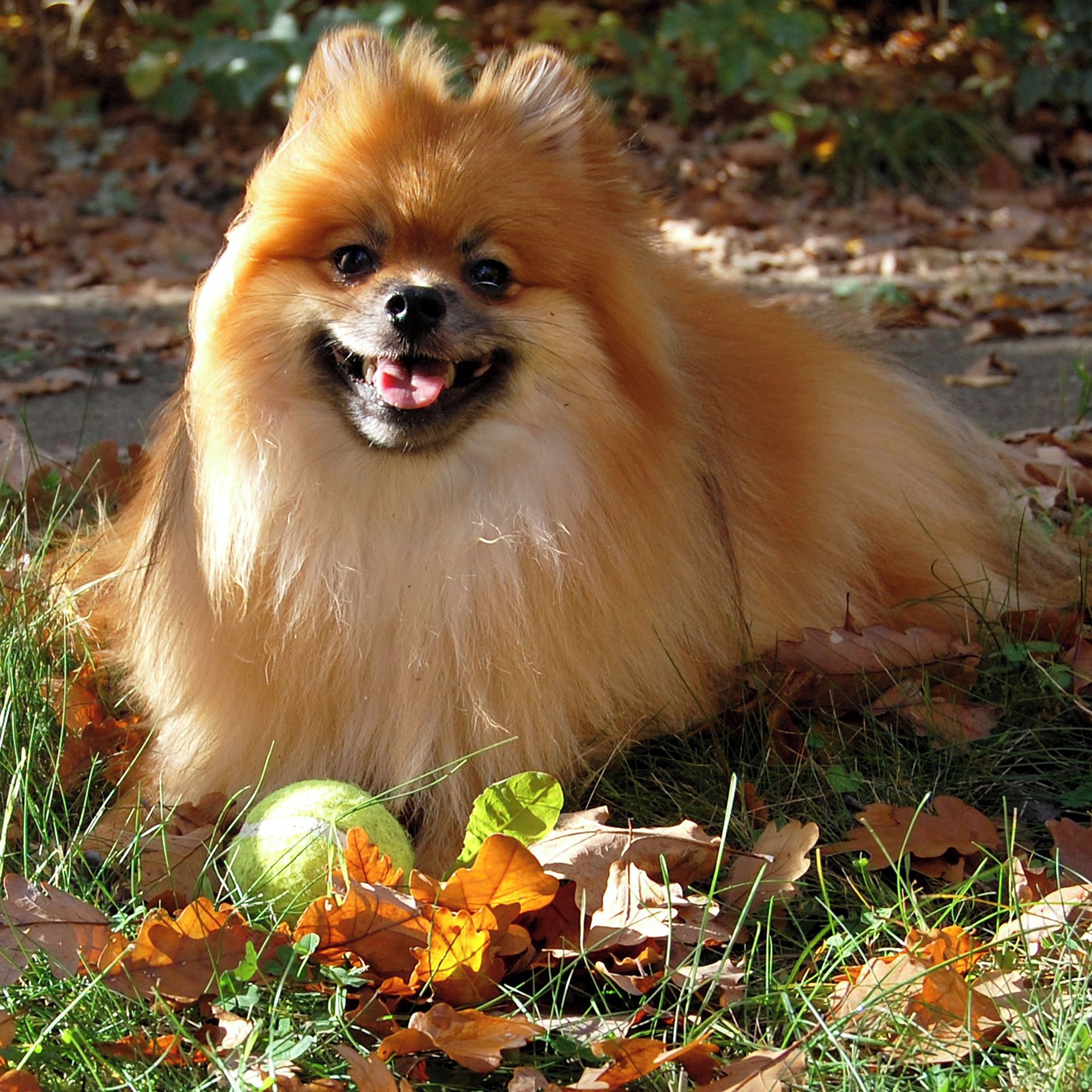 Soutěžní fotografie - Burák,  Německý špic trpasličí
