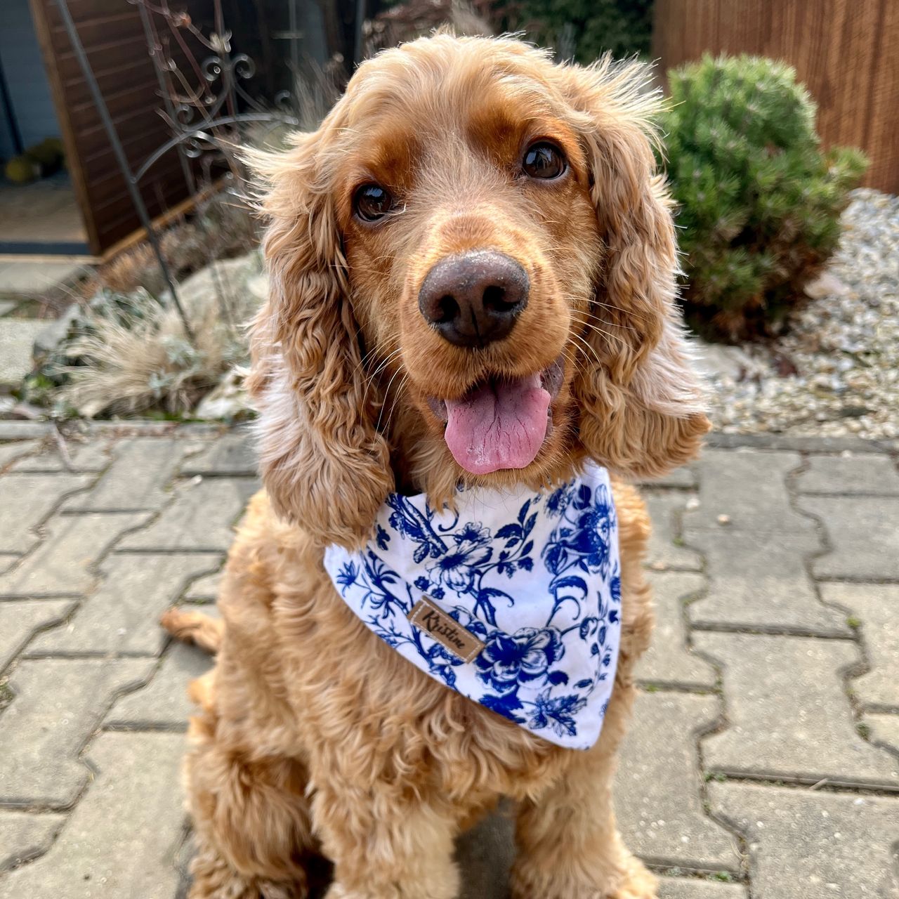 Soutěžní fotografie - Daisy,  Anglický kokršpaněl