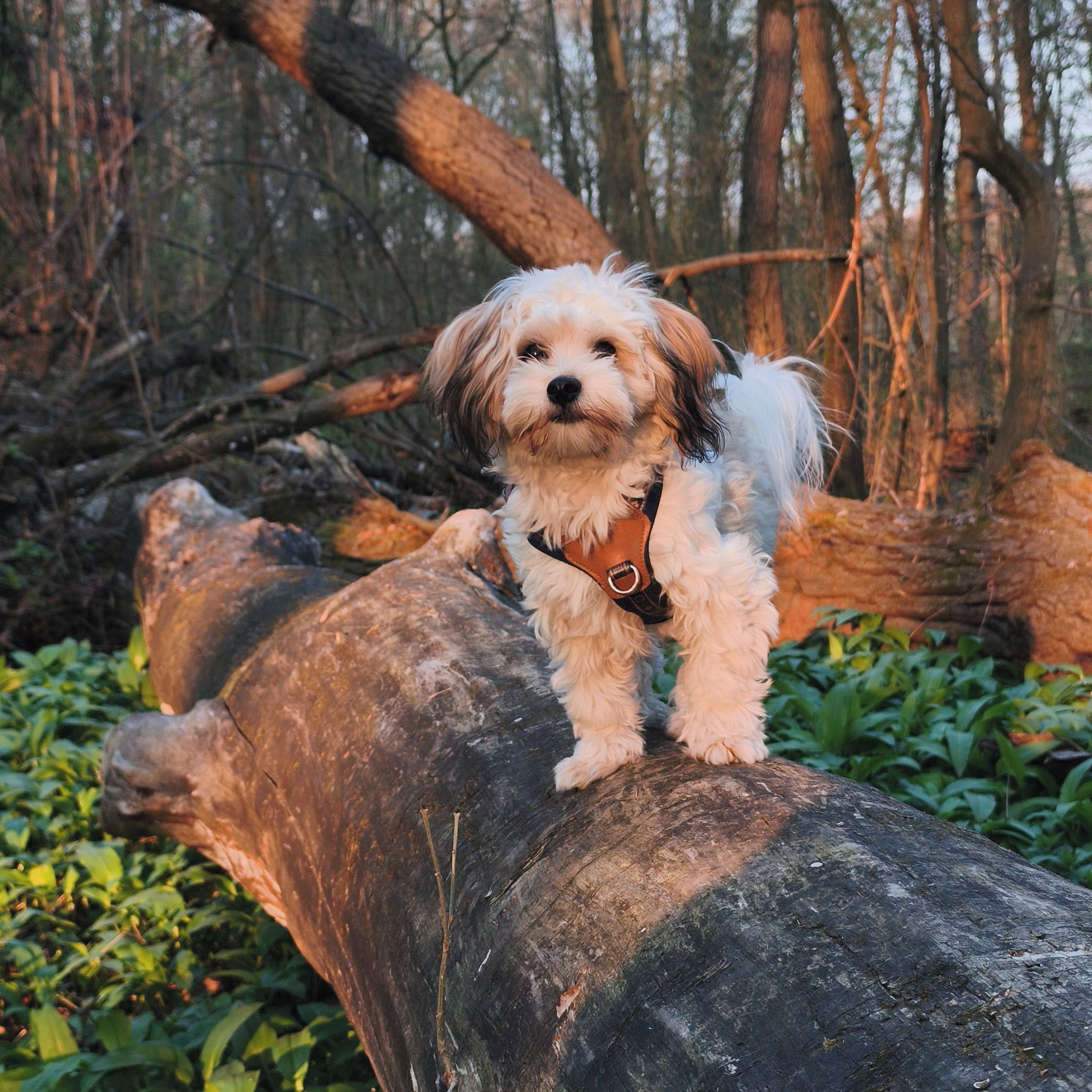 Soutěžní fotografie - Citrónka,  Ostatní