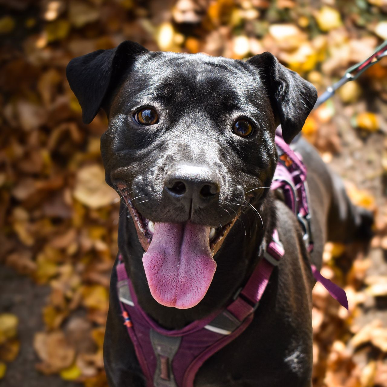 Soutěžní fotografie - Ellie,  Ostatní