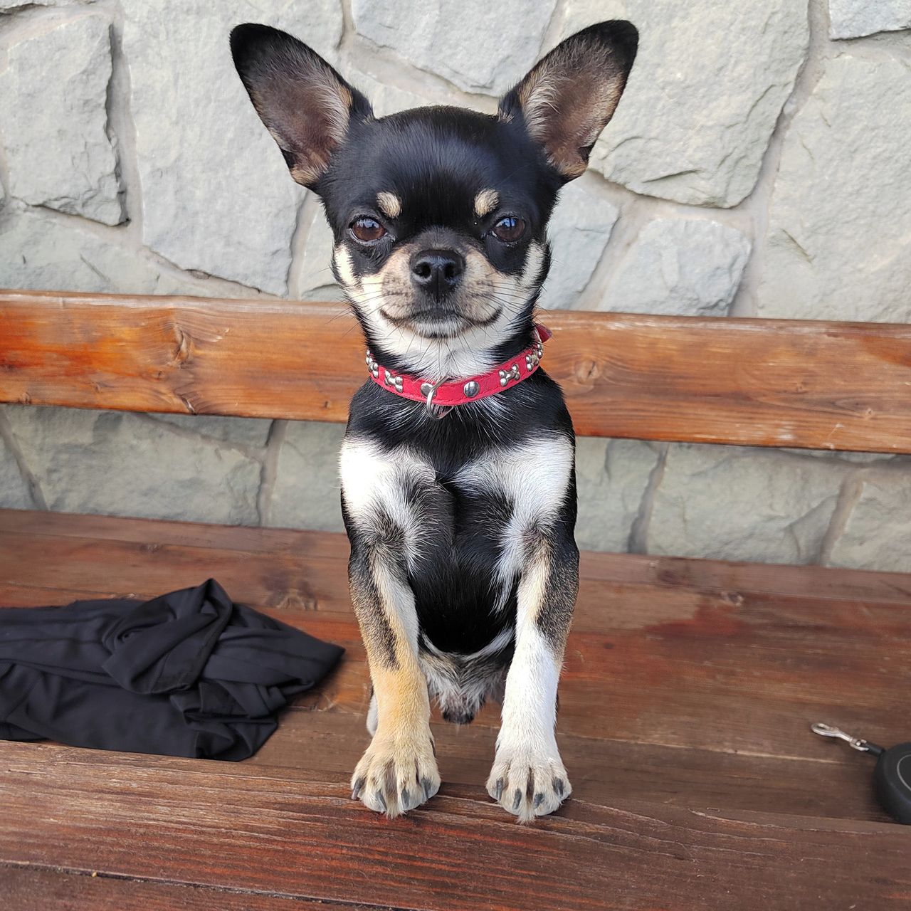 Soutěžní fotografie - Benjamin,  Čivava krátkosrstá