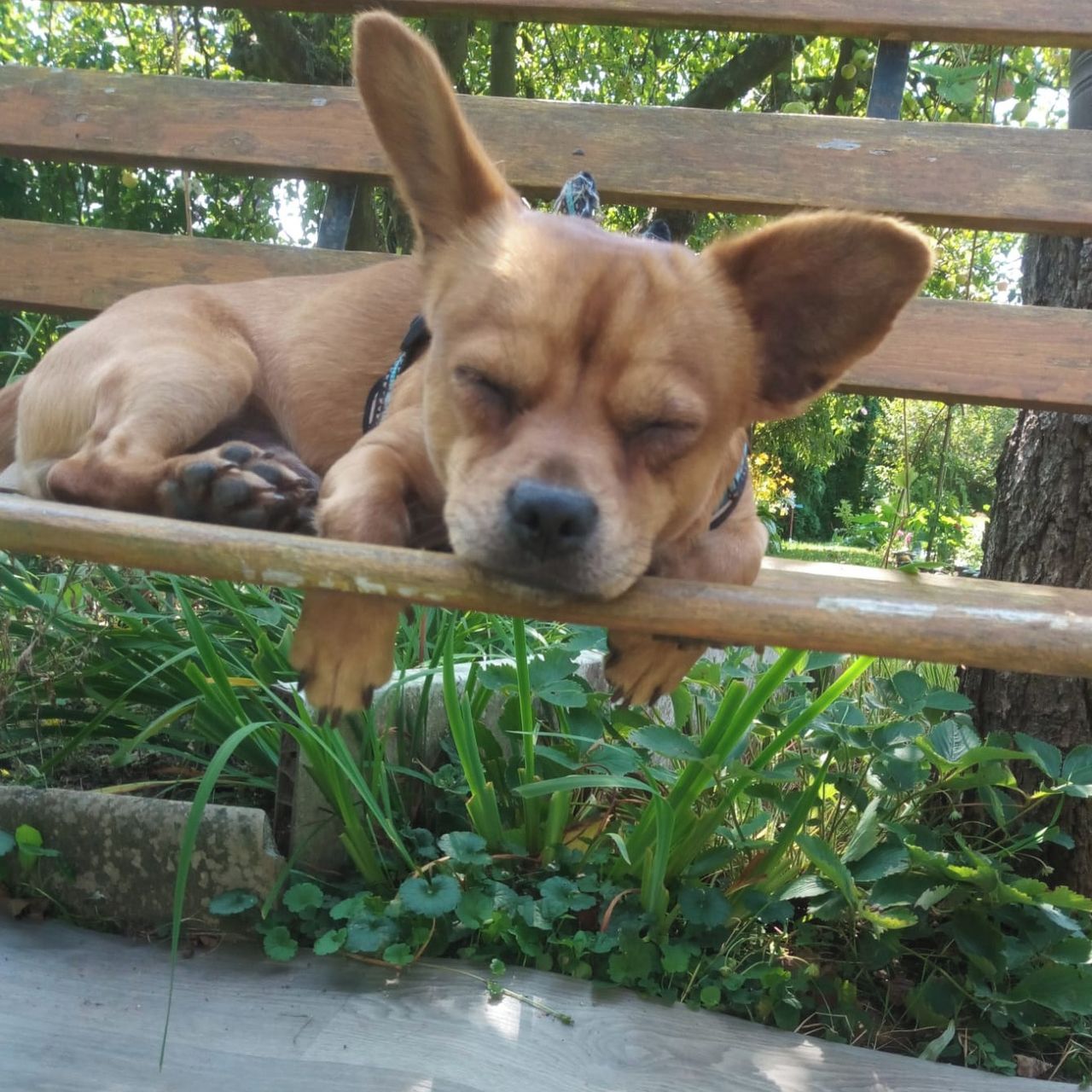 Soutěžní fotografie - Žulík,  Ostatní