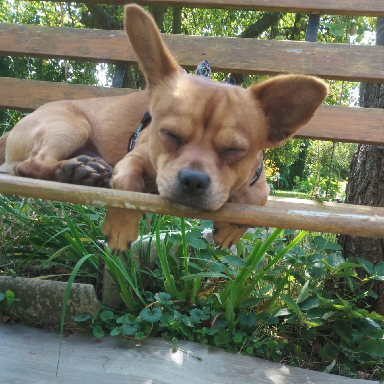 Soutěžní fotografie - Žulík,  Ostatní