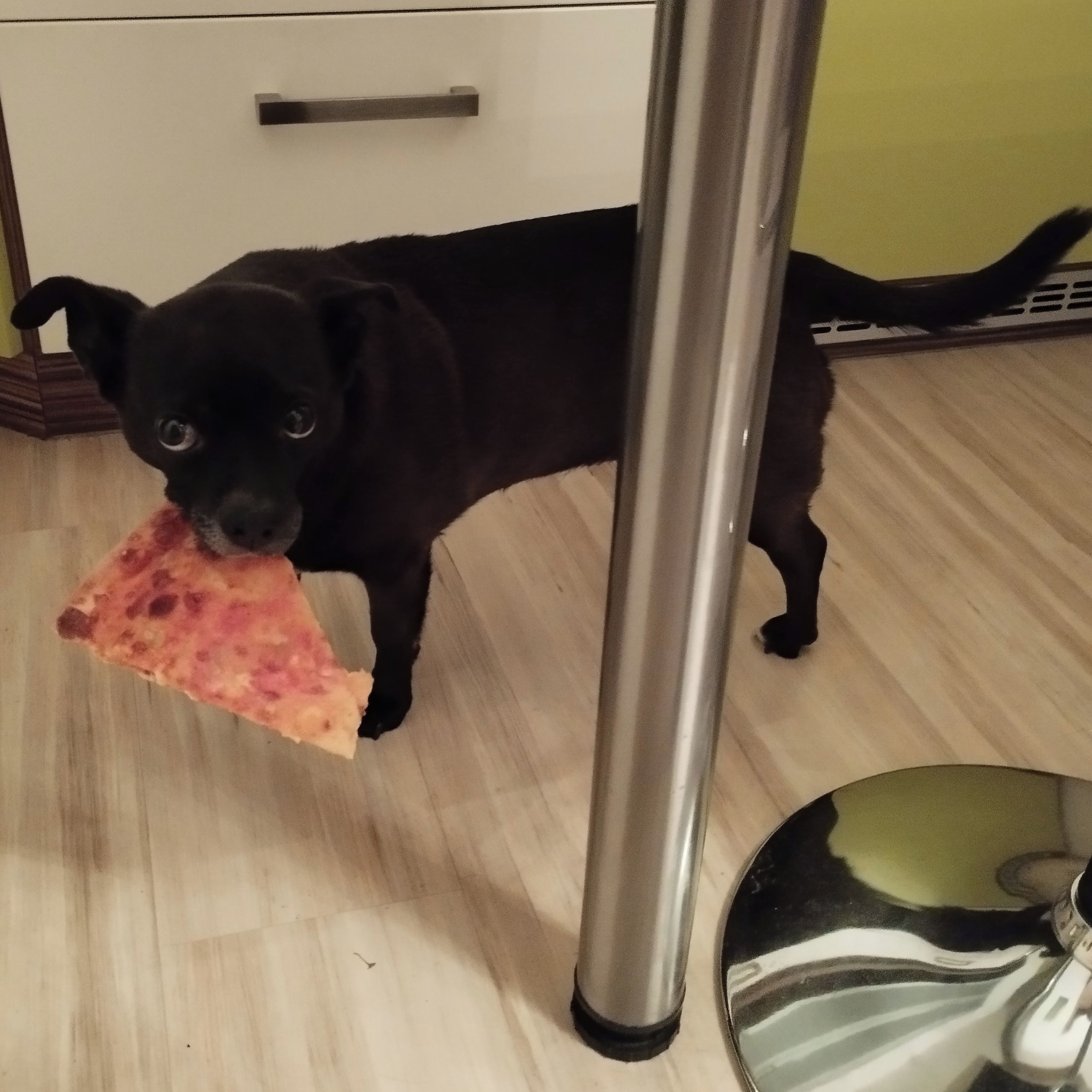 Soutěžní fotografie - Ricky,  Ostatní