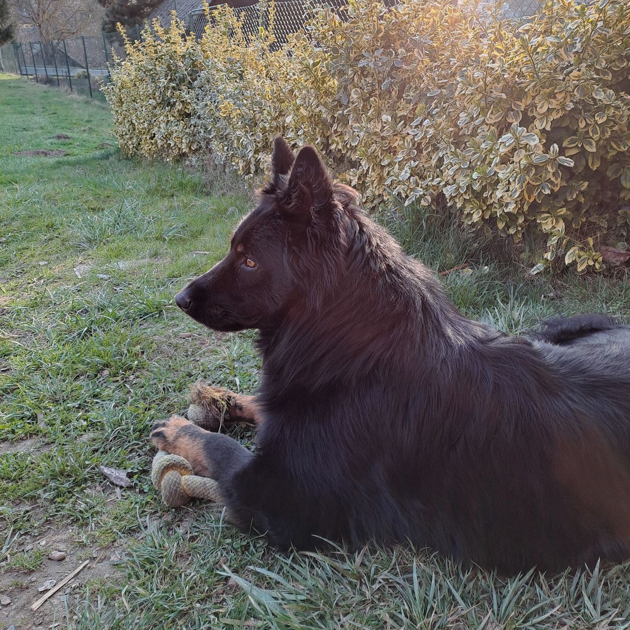 Soutěžní fotografie - Baryk,  Chodský pes