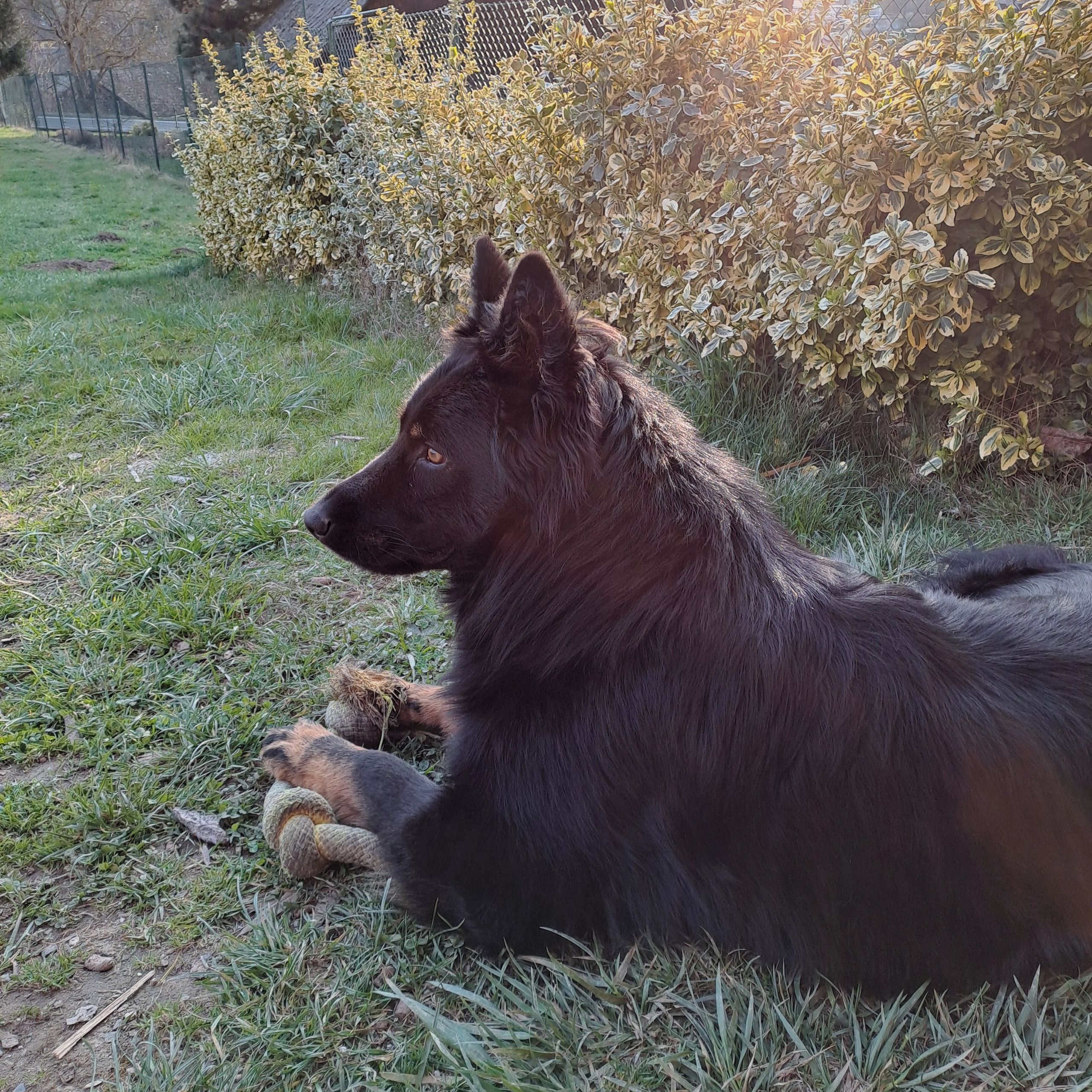 Soutěžní fotografie - Baryk,  Chodský pes