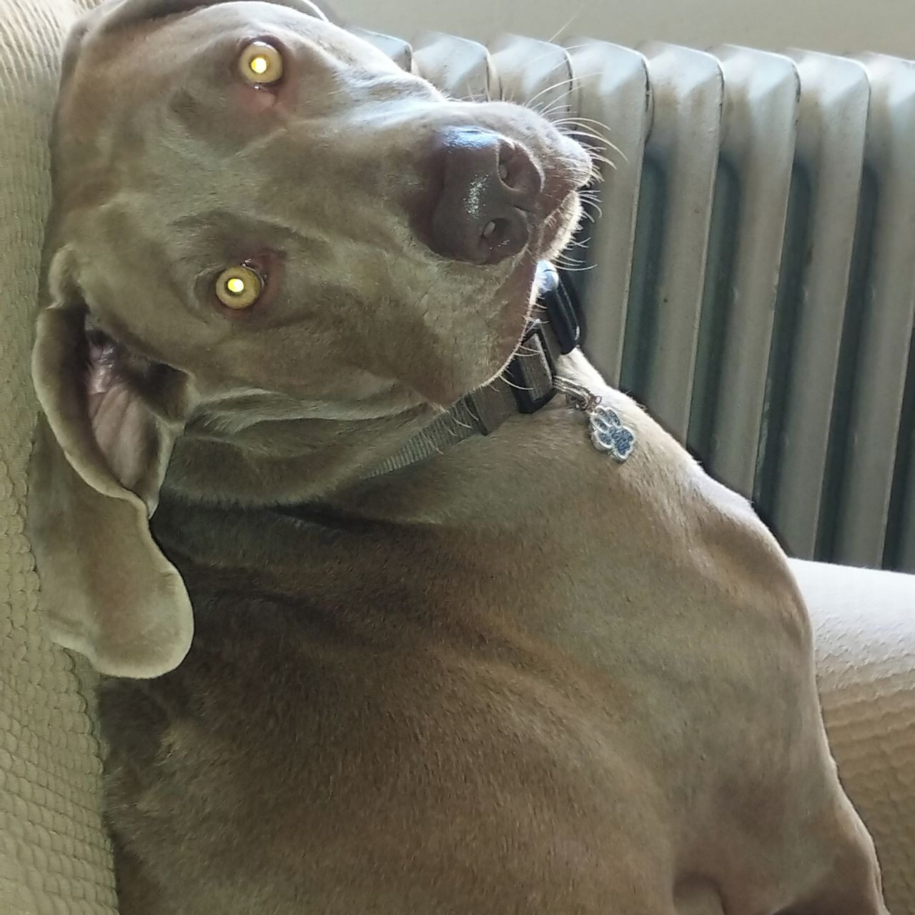 Soutěžní fotografie - Jerrynka,  Výmarský ohař