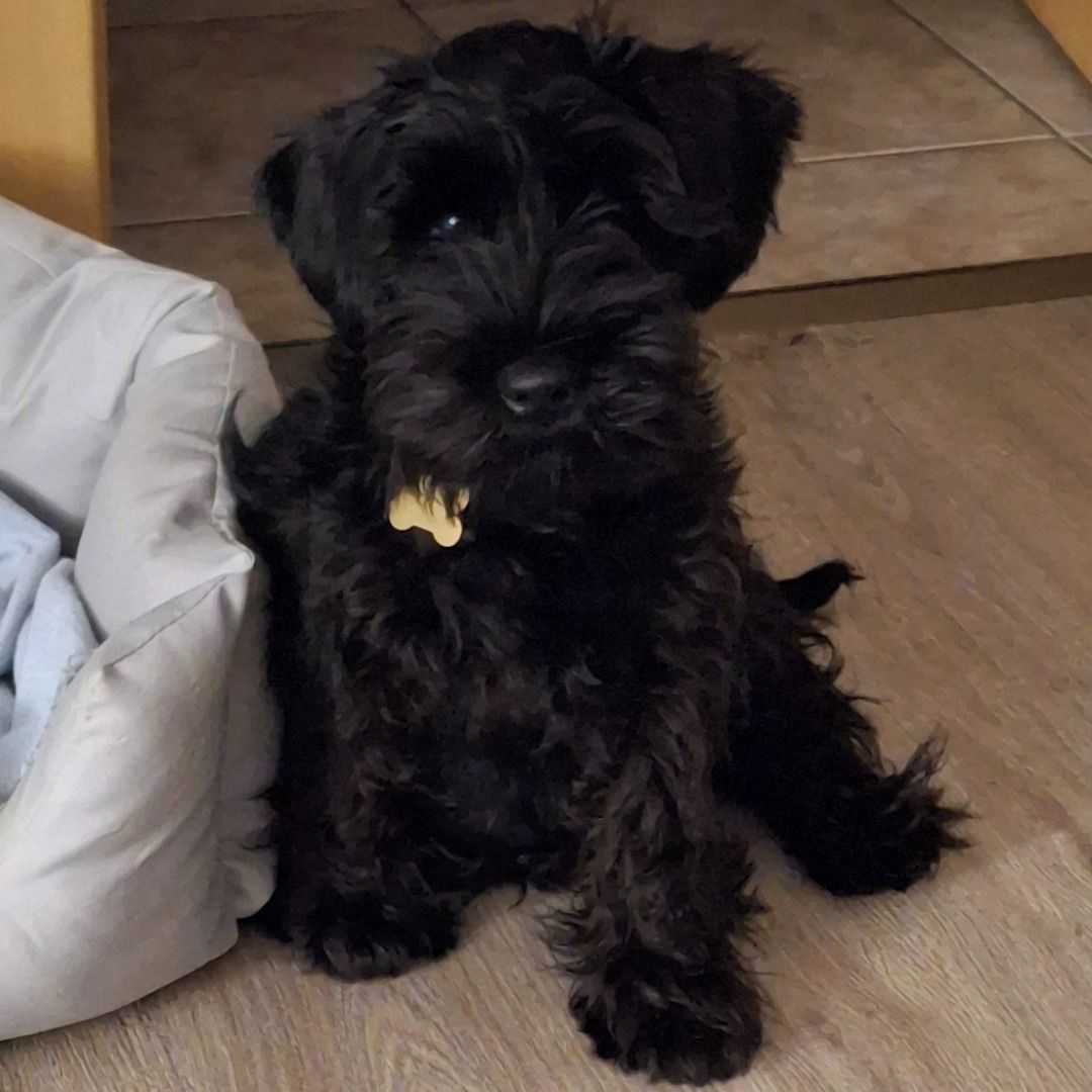 Soutěžní fotografie - Nico,  Knírač malý