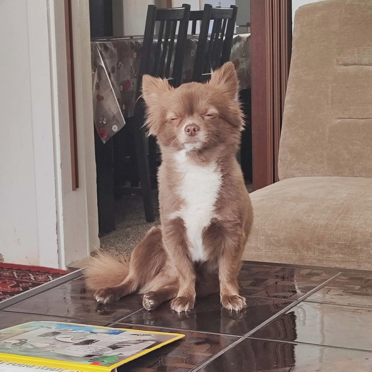 Soutěžní fotografie - Coco,  Čivava