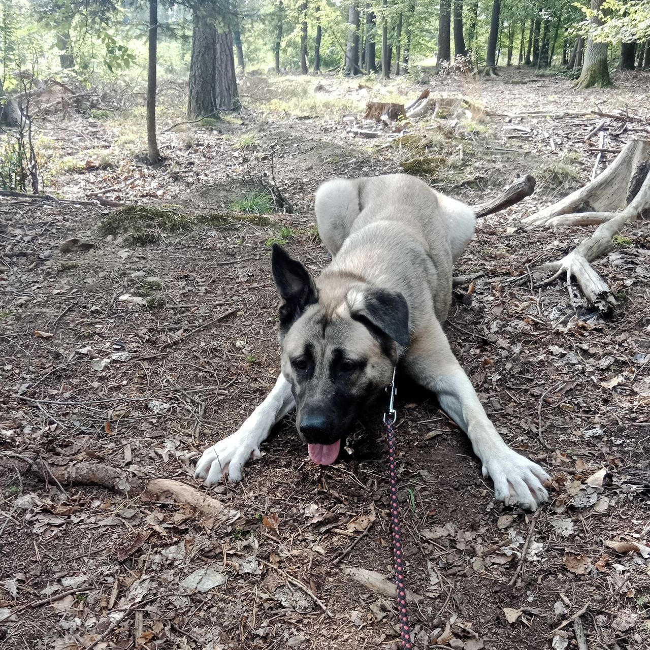 Soutěžní fotografie - Bellami,  Kangalský pastevecký pes