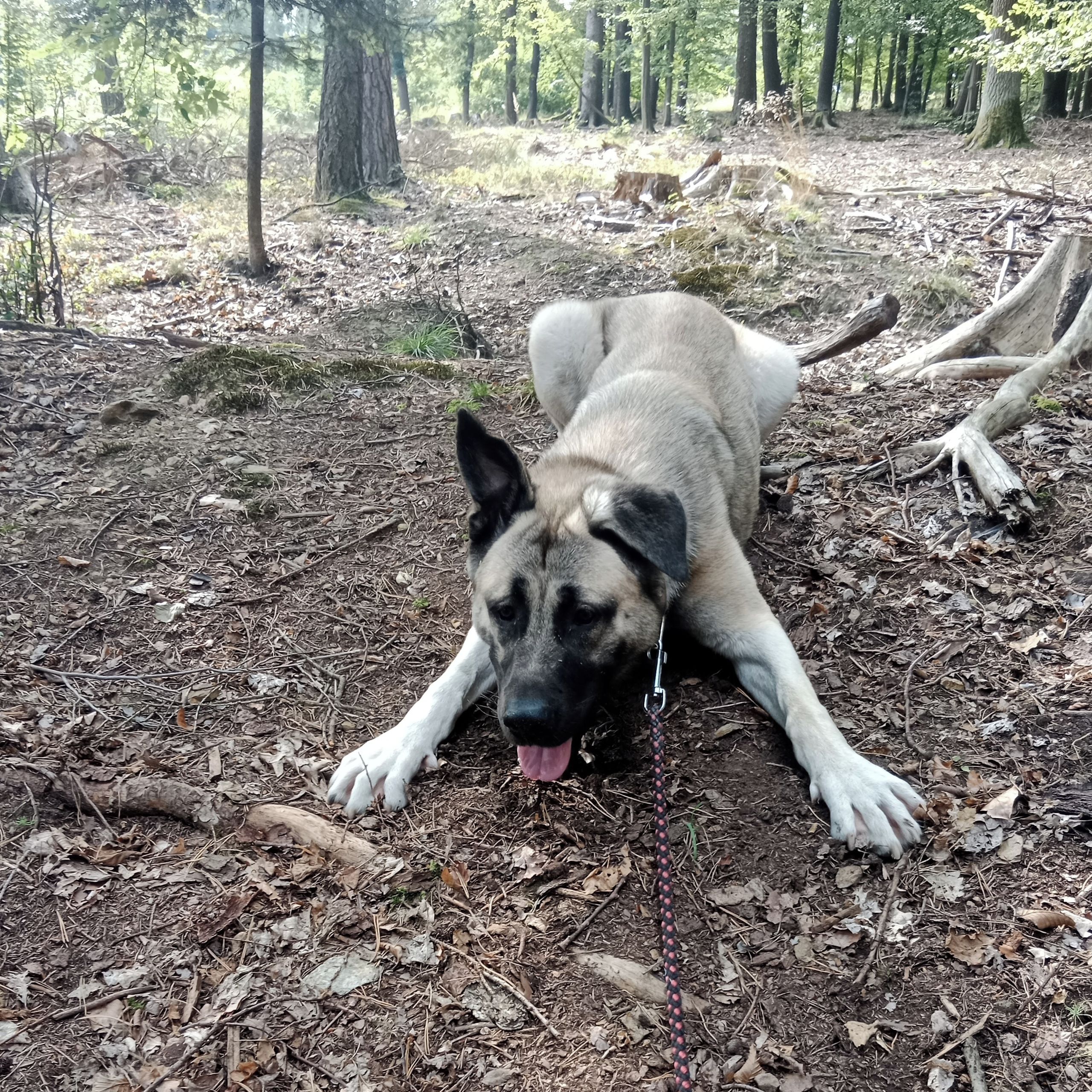 Soutěžní fotografie - Bellami,  Kangalský pastevecký pes