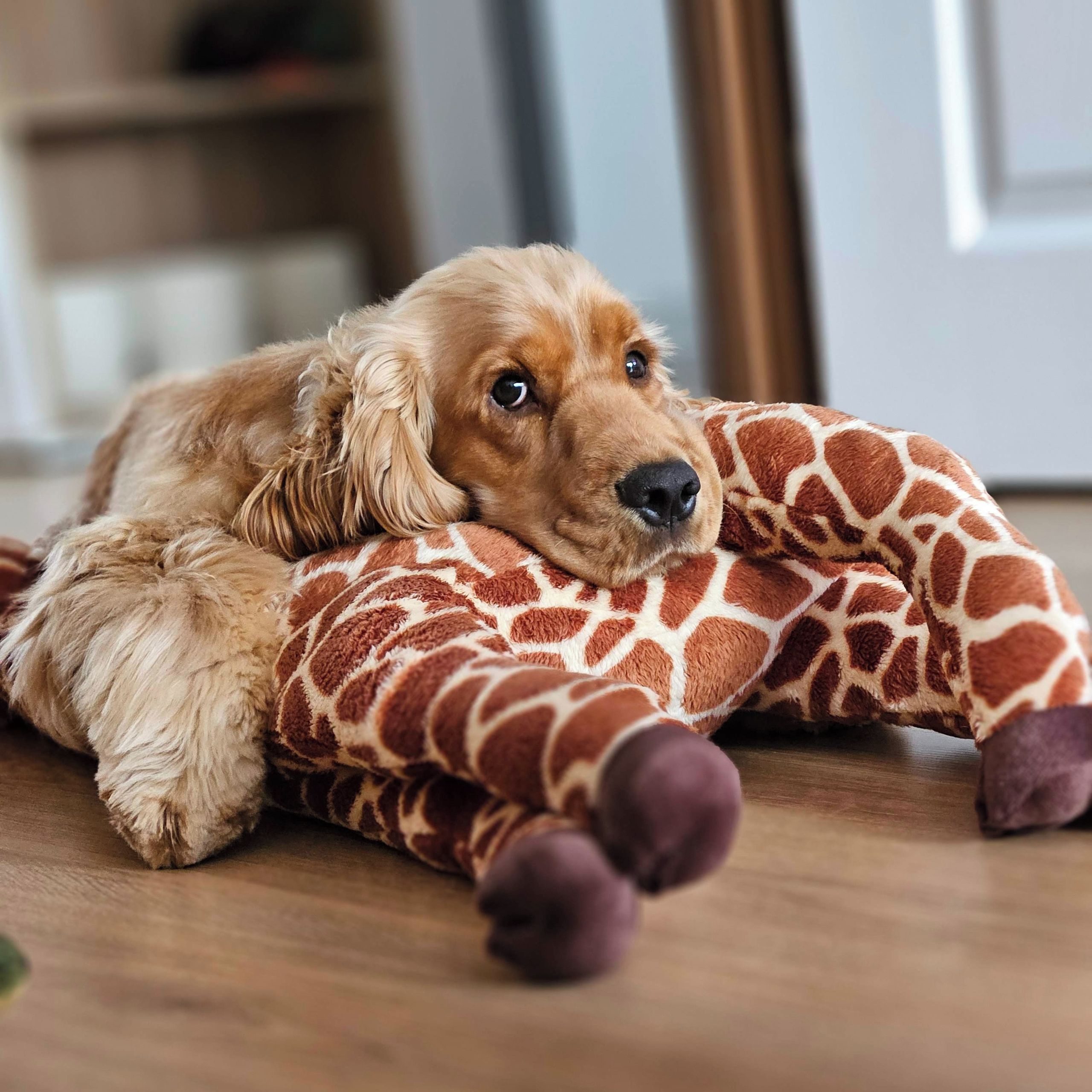 Soutěžní fotografie - Archie,  Anglický kokršpaněl
